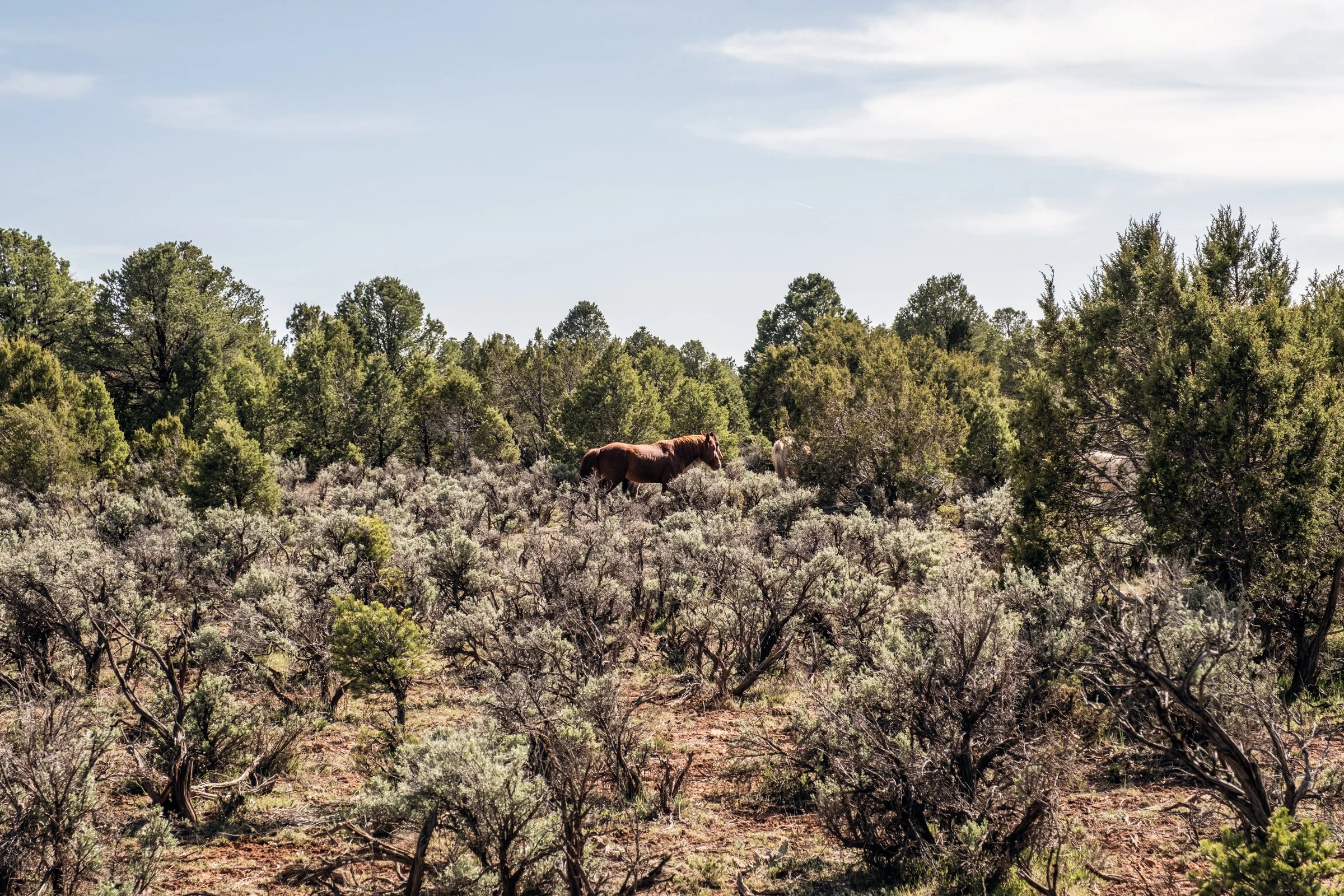Hauling Life | Navajo Nation — Unified Metadata Paragraphs

Wayne Wilson and Joann Whiting collect water in Gallup, New Mexico at a community water source. The containers are filled, prepared, and loaded into their vehicle for transport across the Na