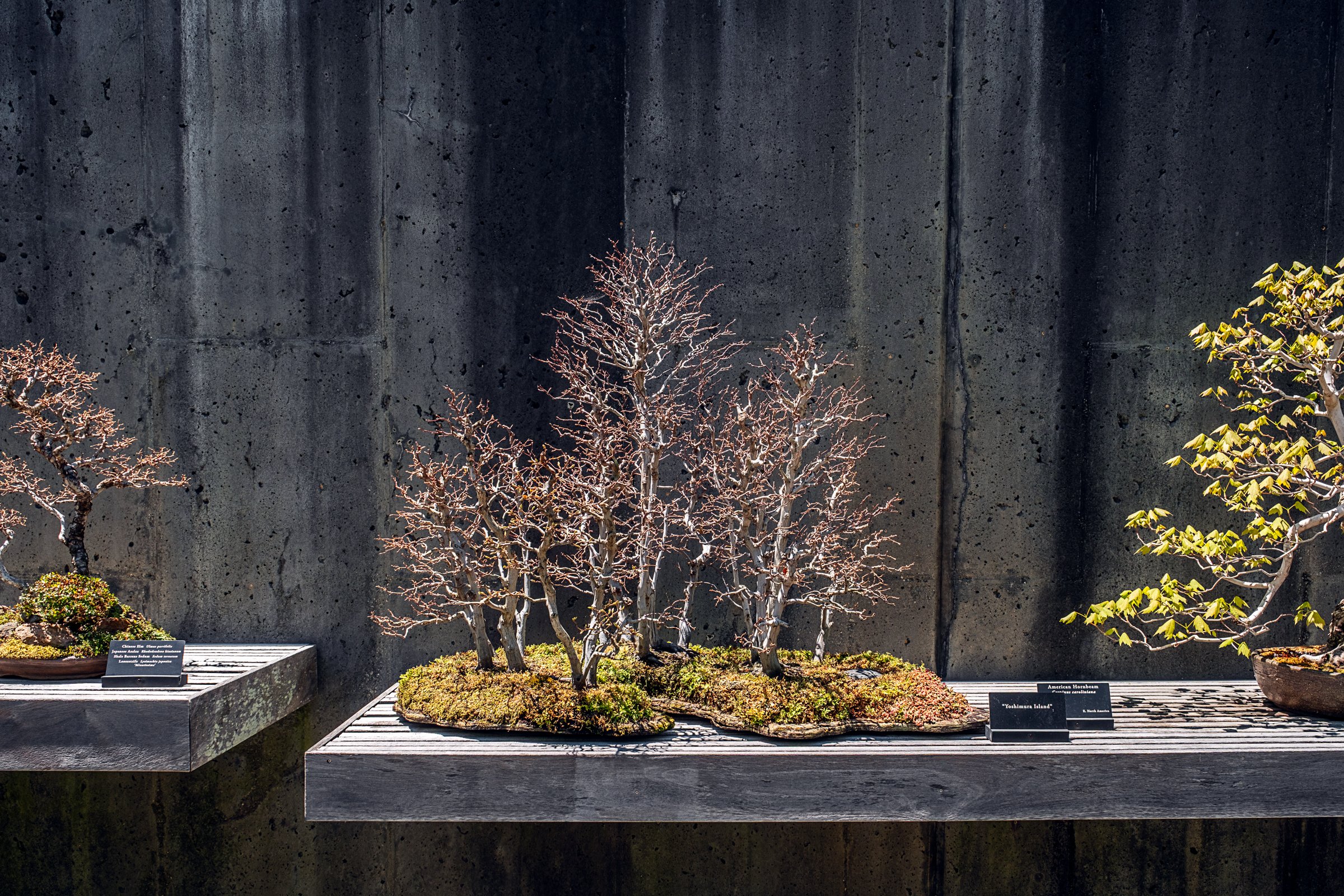 A quiet garden path and bonsai display at the North Carolina Arboretum near Asheville, North Carolina. Photographed by Lange Photo Studio. 