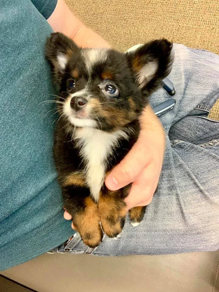 puppy in lap with cute ears