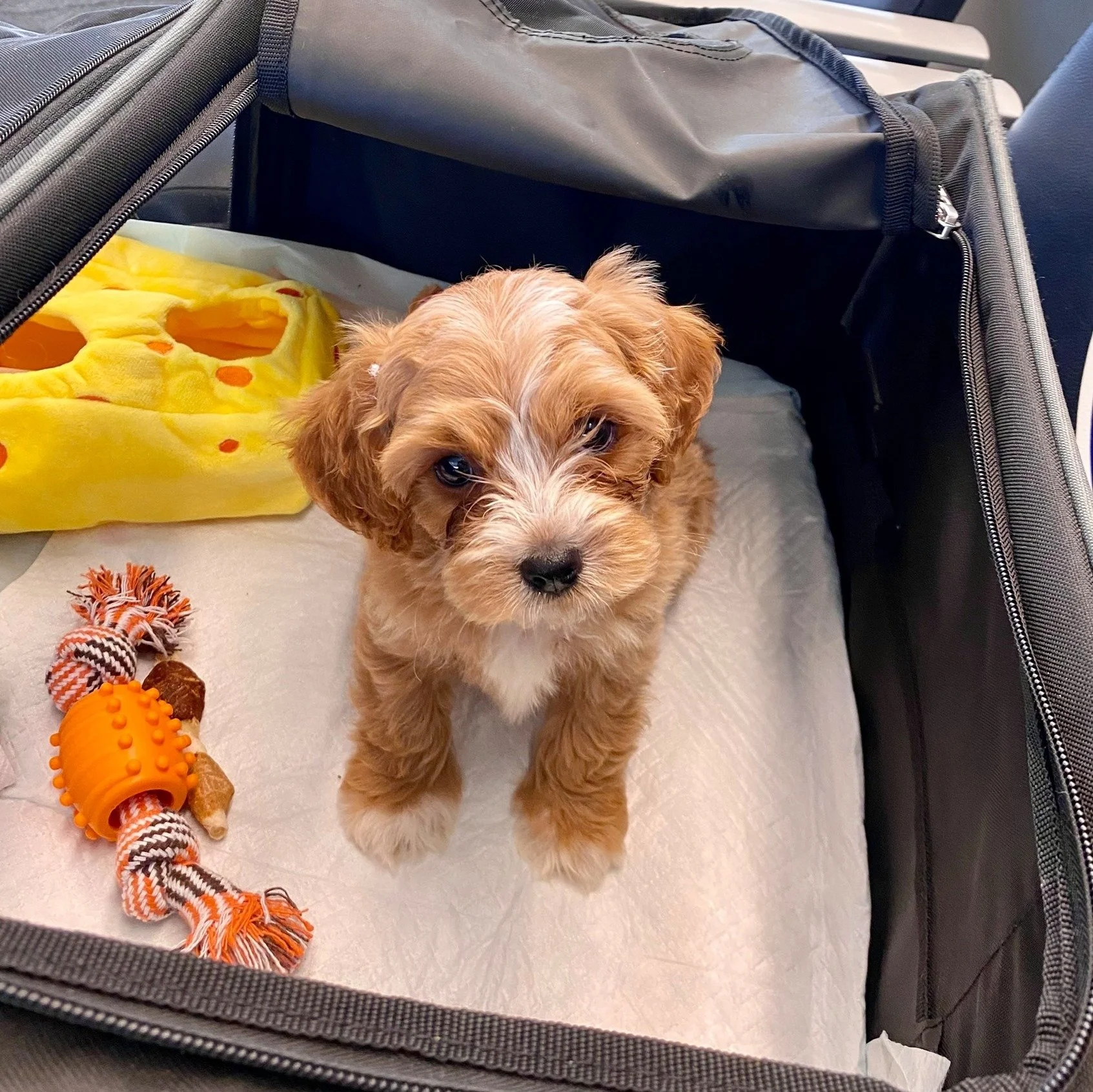 cute puppy in carrier with cheese chew toy