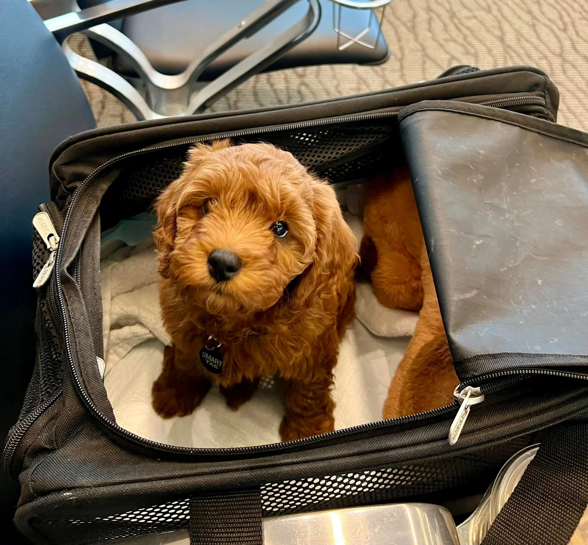 beautiful puppy in airport