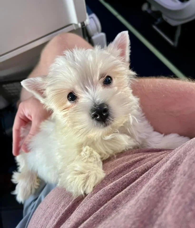 white pet puppy on lap of flight nanny on way home being delivered