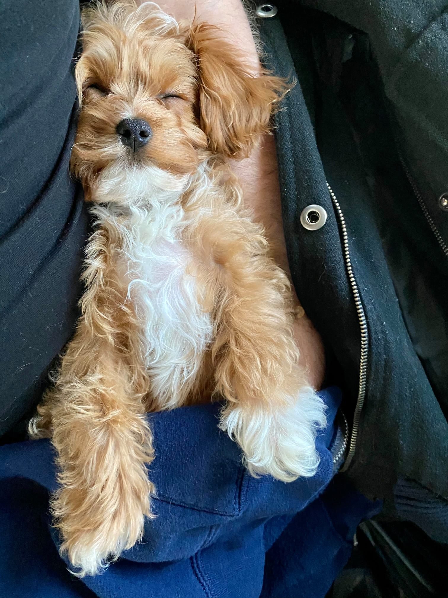Sleeping cute puppy in flight nanny lap