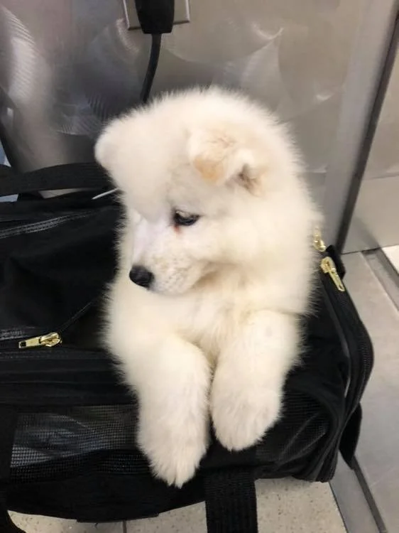 fluffy pet puppy in airport