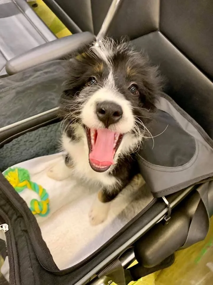 Puppy so ugly he is cute and happy as can be