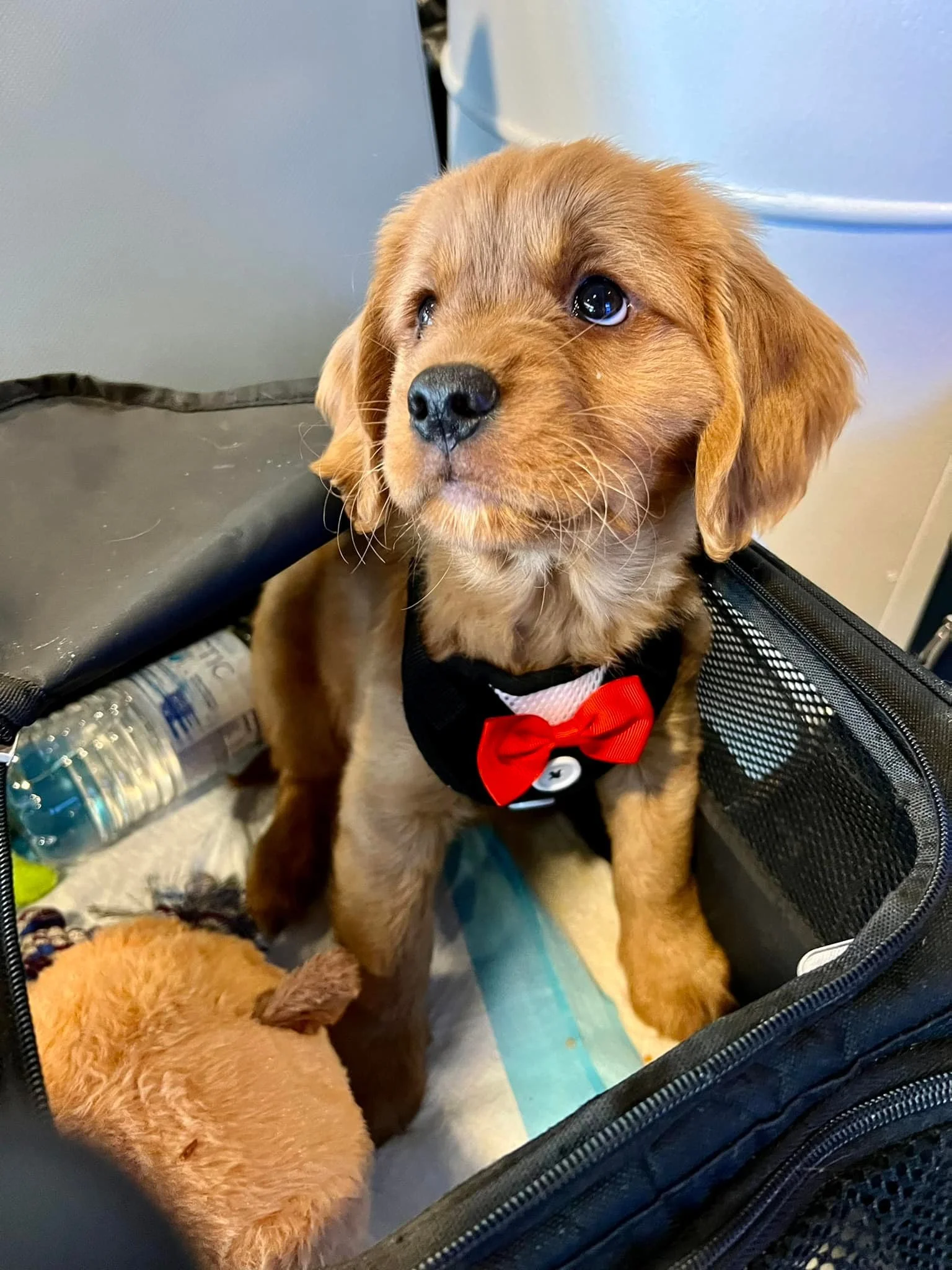 adorable pet puppy with bowtie being delivered by flight nanny