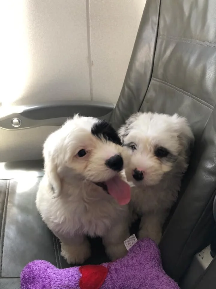 twin puppies on airplane with their flight nanny