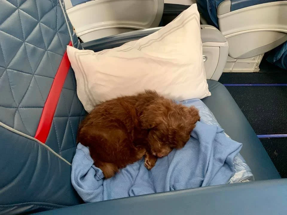 puppy dog sleeping on airplane
