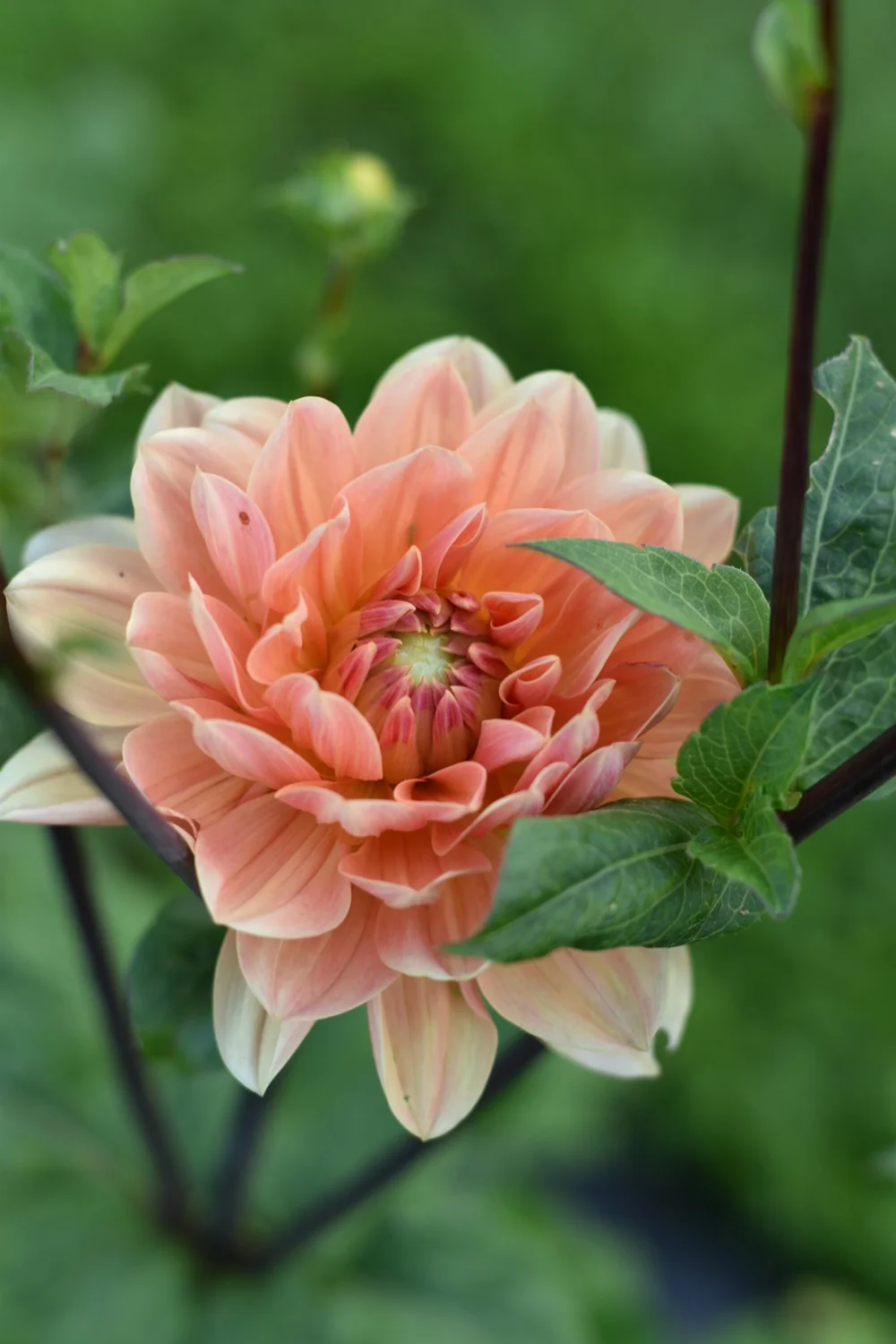 Apricot Desire — All Who Wander Flower Farm