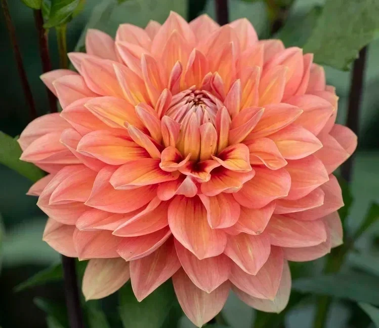 Dahlia%25252B-%25252BNicholas%25252B1.webp