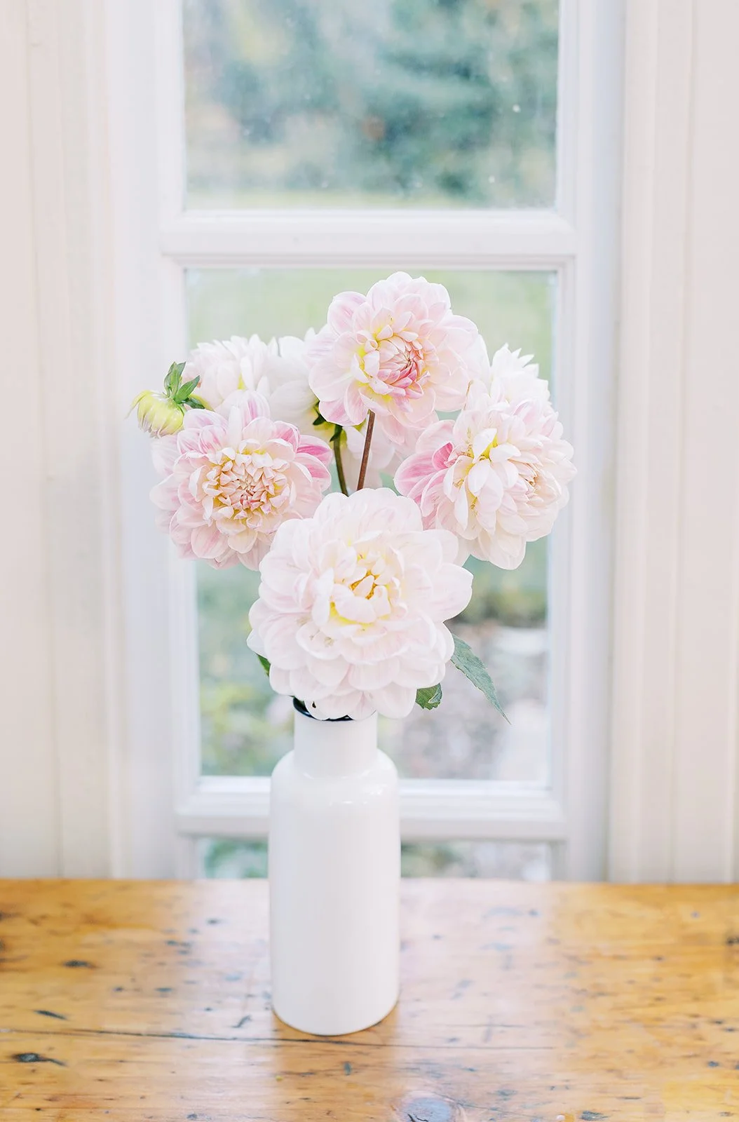 dahlia - kelgai ann - 3.jpg