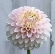 dahlia+-+camano+zoe.jpg