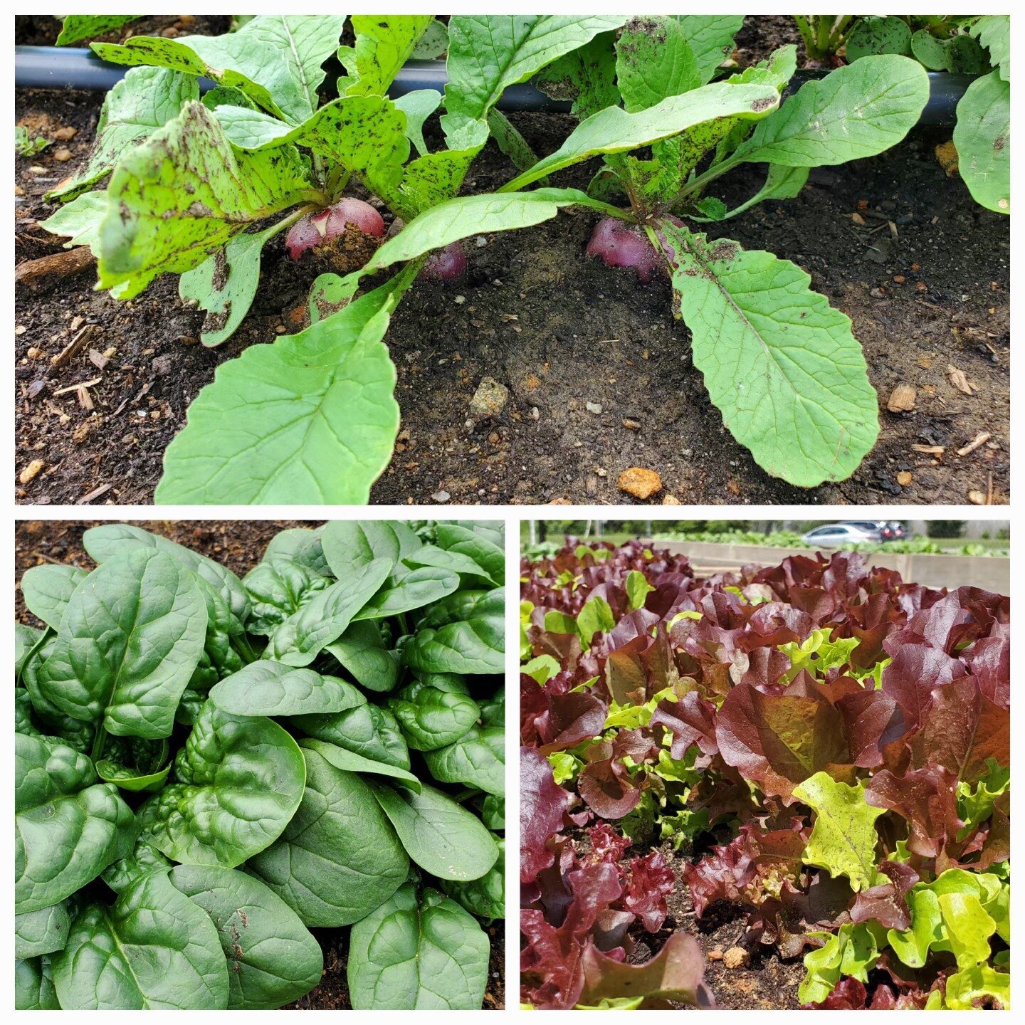 It wasn't warm and sunny but 4th graders at Lancashire Elementary School had a lot of fun harvesting the lettuce, spinach, rainbow chard and radishes from their school garden!  Each class that came out was on the hunt for the largest radish!  The ent