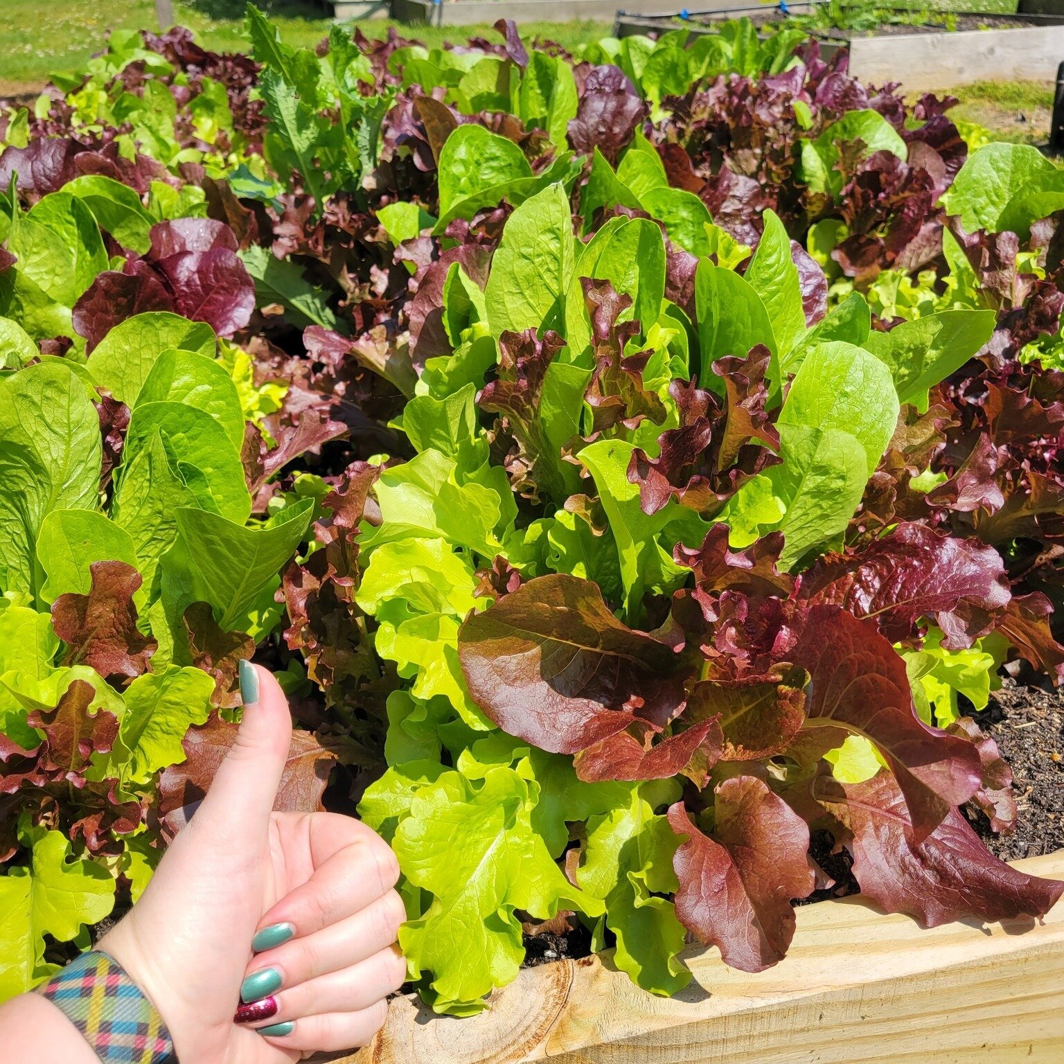 Some of our smallest gardeners are about to have a BIG harvest! Congratulations to Indian River SD's Early Learning Center for their beautiful lettuce and radishes! We can't wait to see all the kiddos munchin'!

A big thank you to the #longwoodfounda