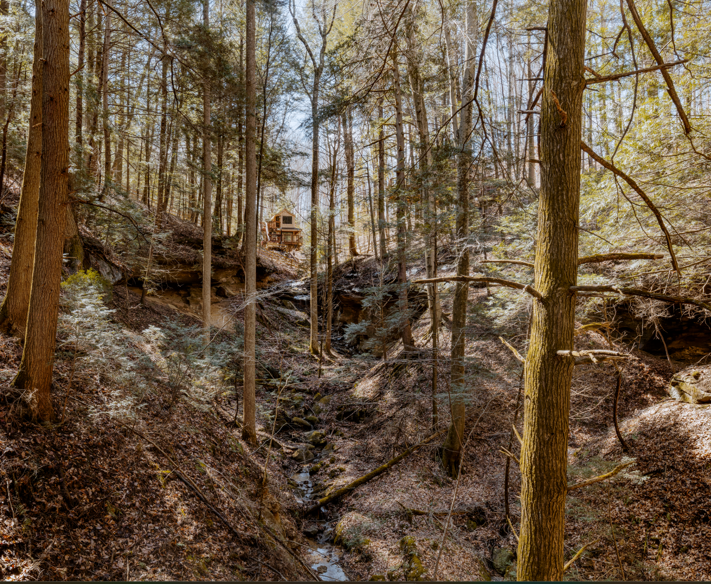 A dense forest scene with tall trees, some with bark-covered trunks and some with lighter, smoother bark. Sunlight filters through the branches, illuminating parts of the forest floor covered in leaves and small plants. There is a small wooden treeho