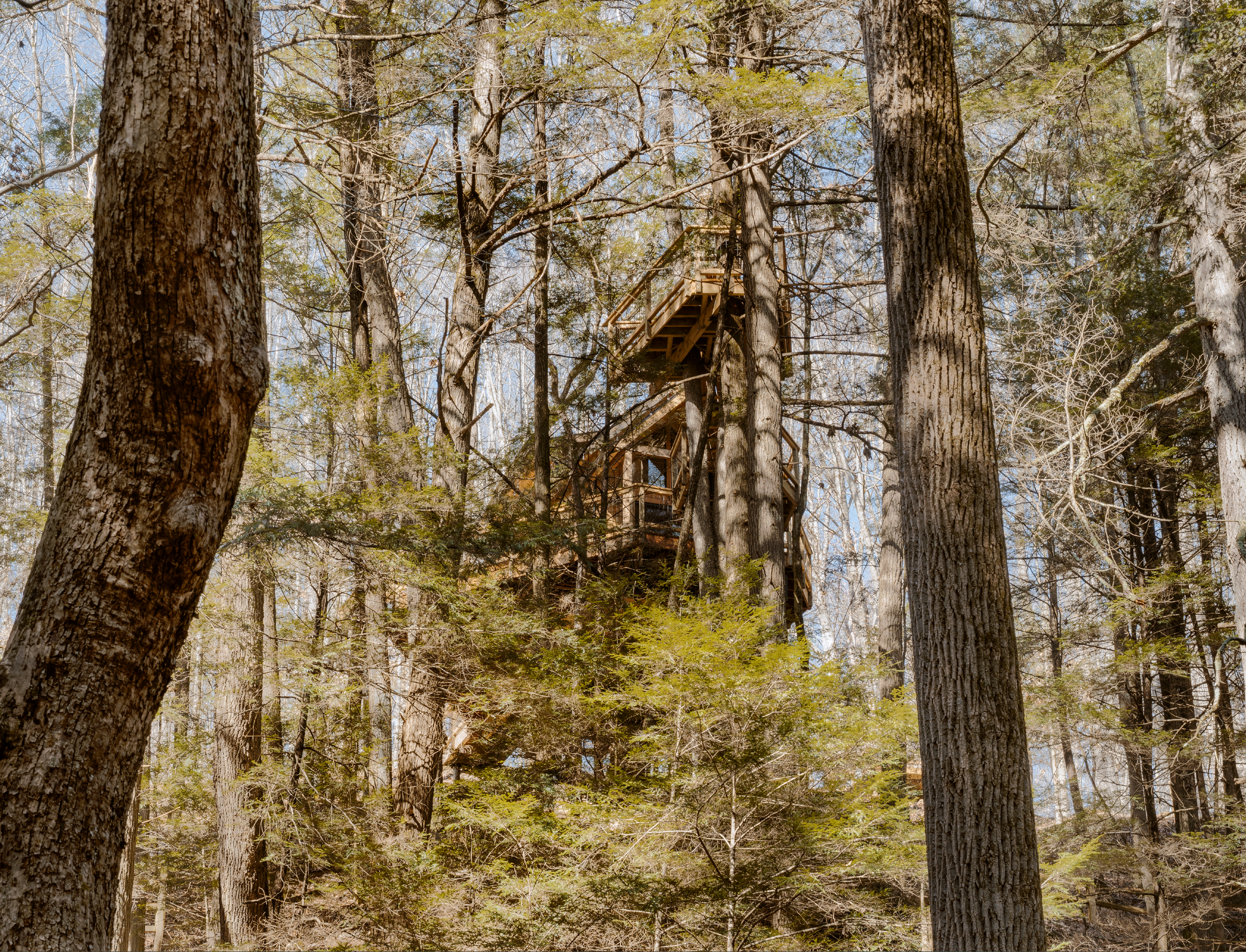 Wooden treehouse built among tall trees in a forest with a spiral staircase leading up to it.