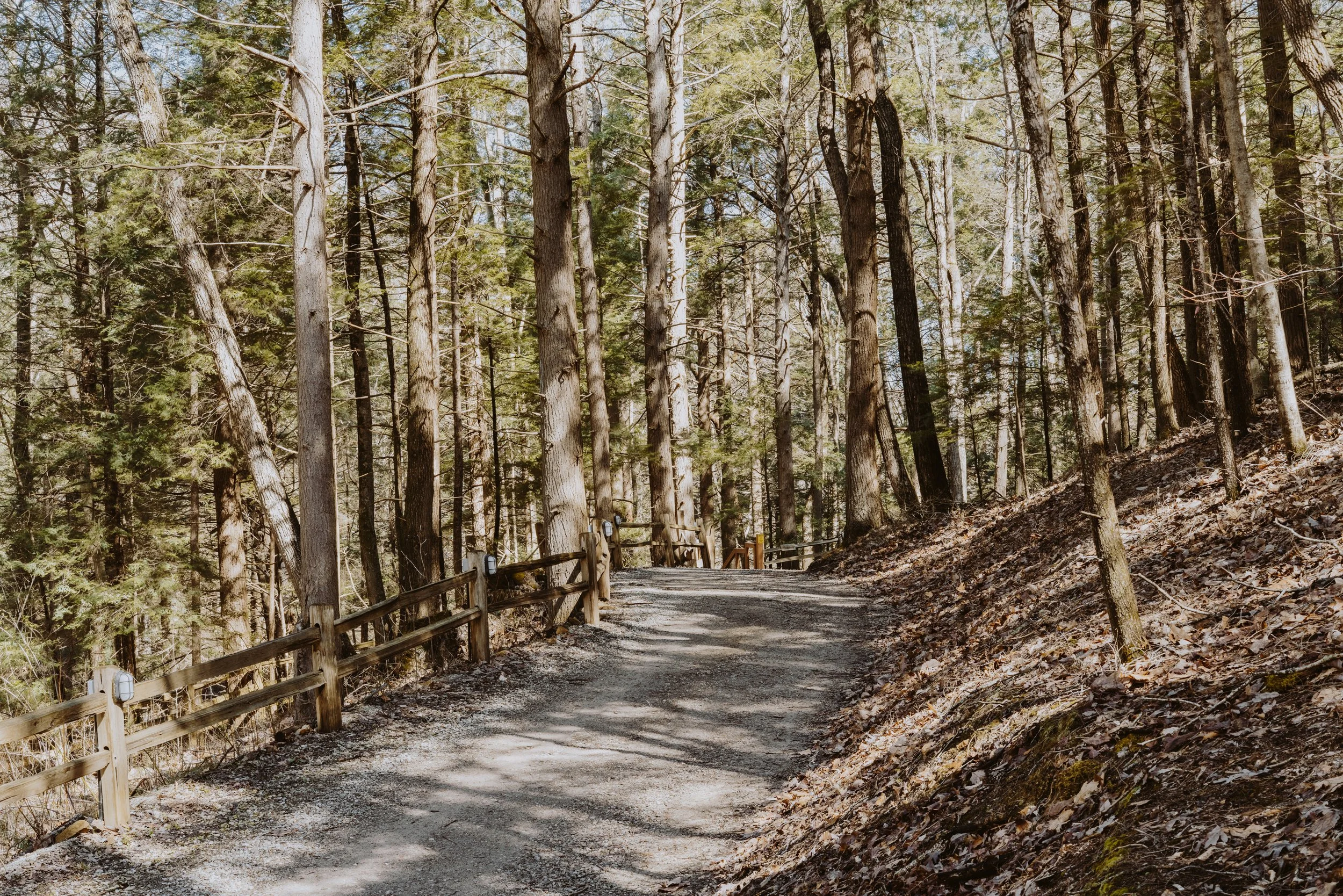 A dirt path winding through a forest of tall trees with a wooden fence on the side.