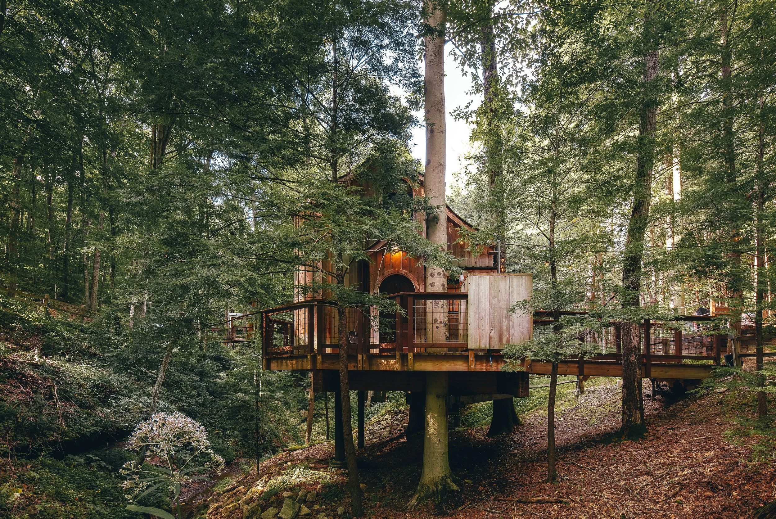 Treehouse built among tall trees in a dense forest, with wooden structures and a deck visible.