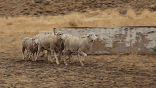 Small Town Big Story / Series / DP