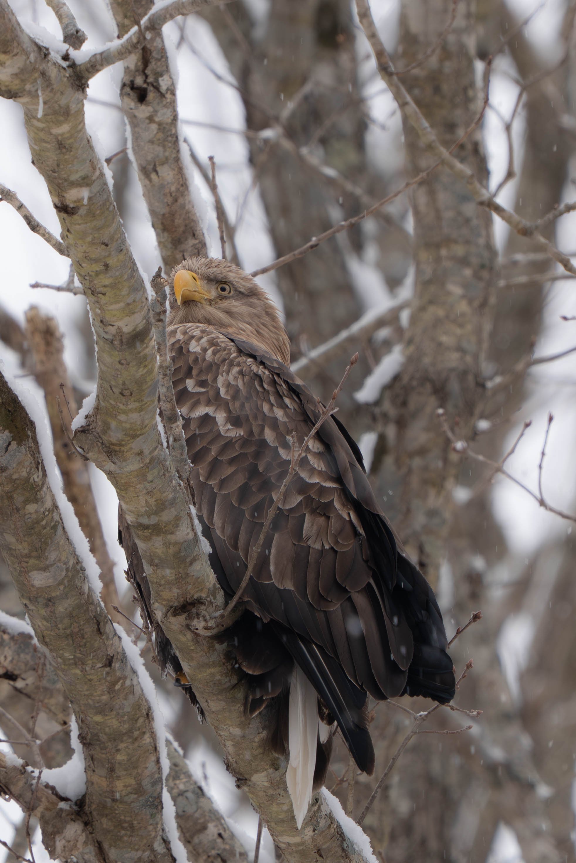 White-tailed Eagle 3.jpg