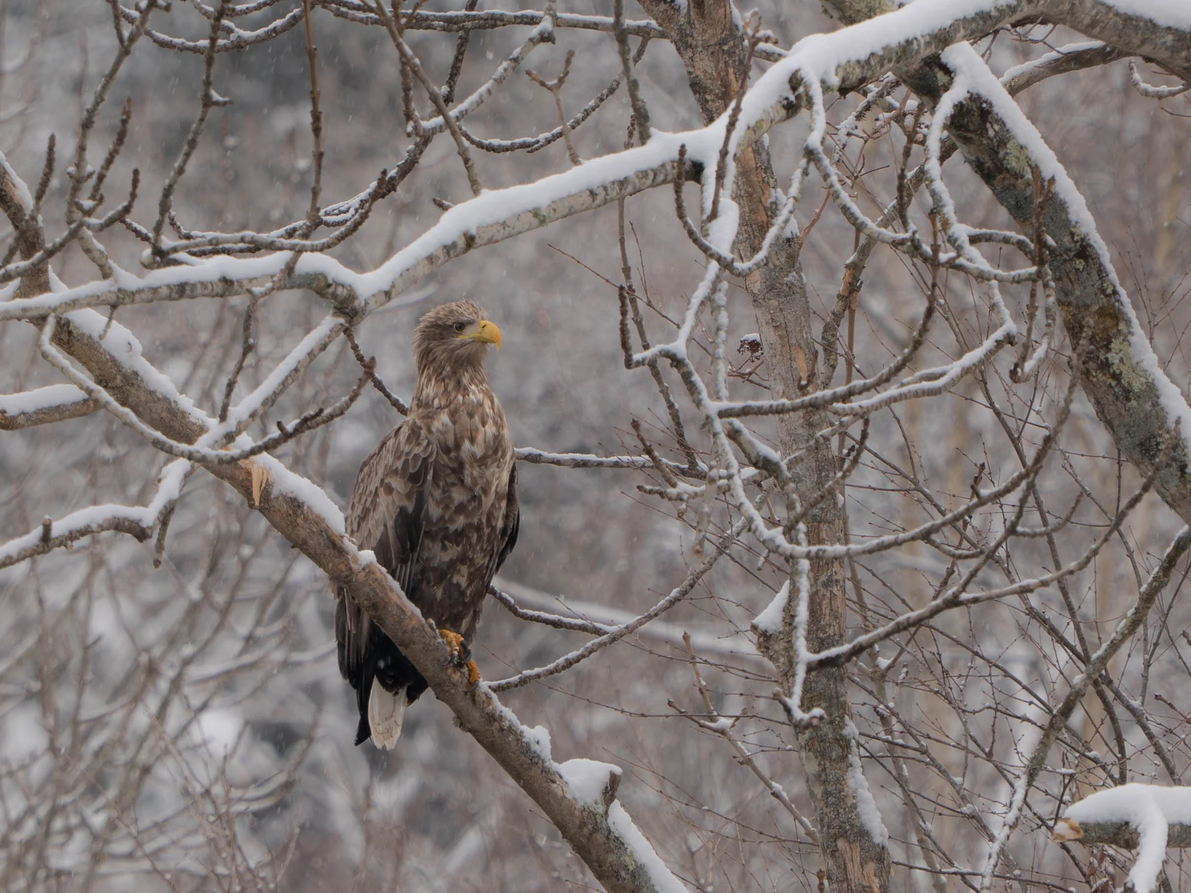 White-tailed Eagle 2.jpg
