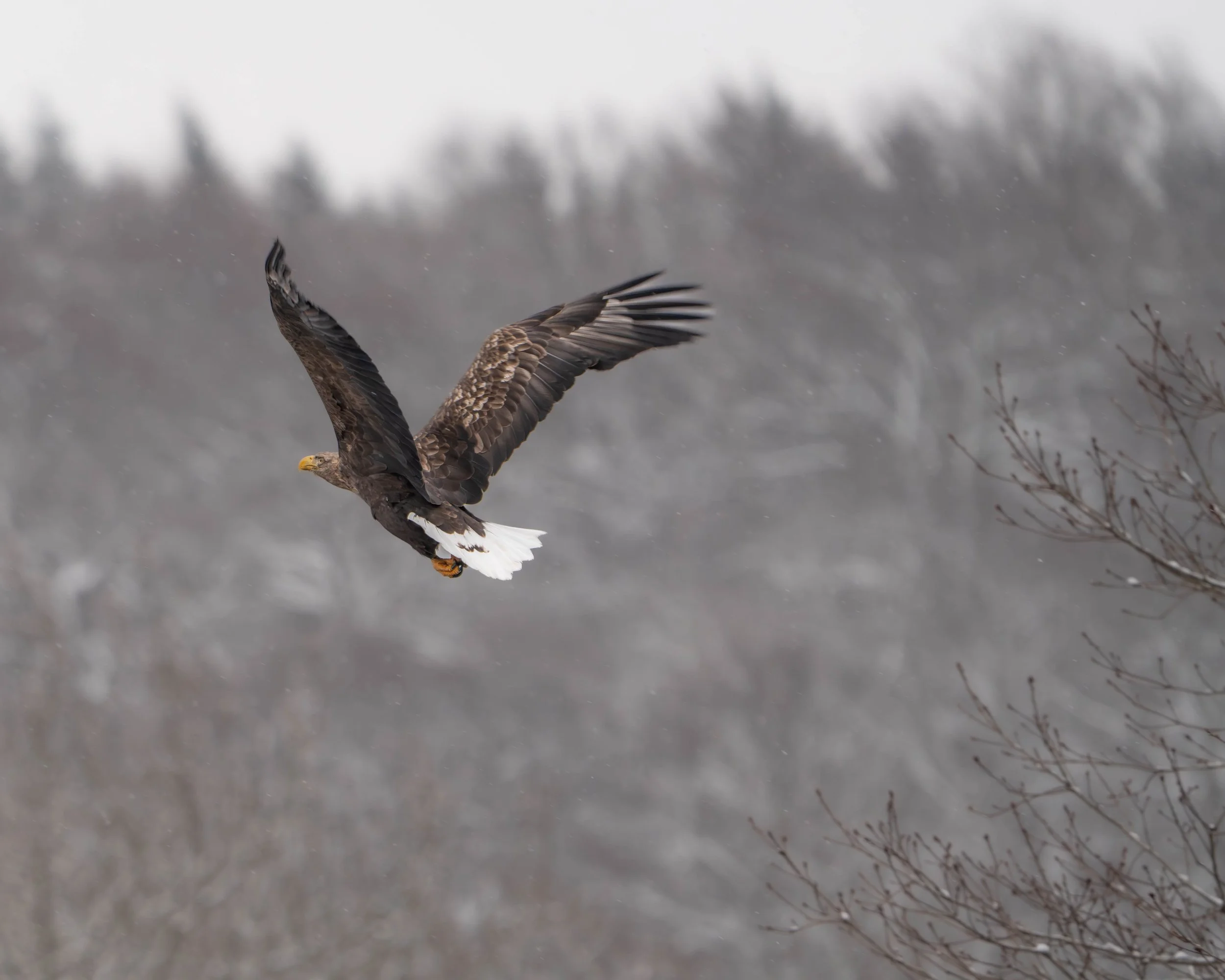 White-tailed Eagle 1.jpg