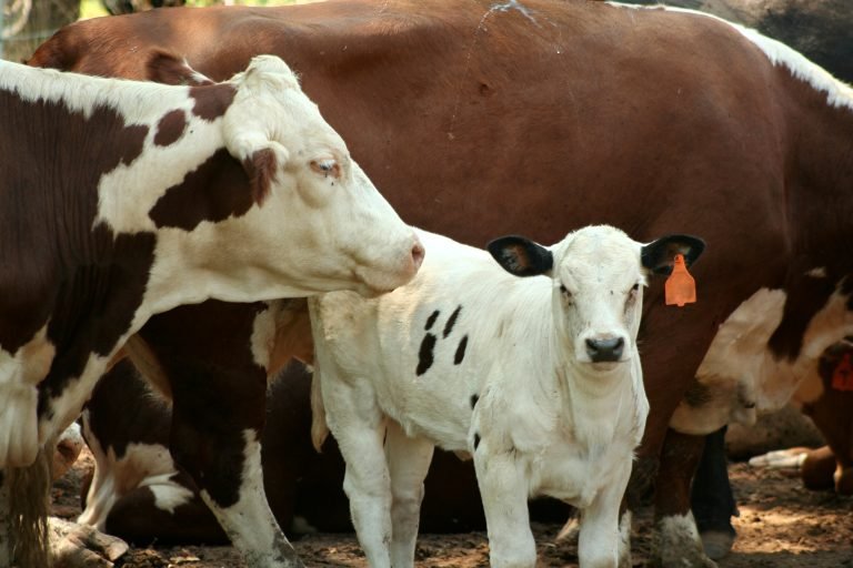 Calving Considerations in Dairy Herds