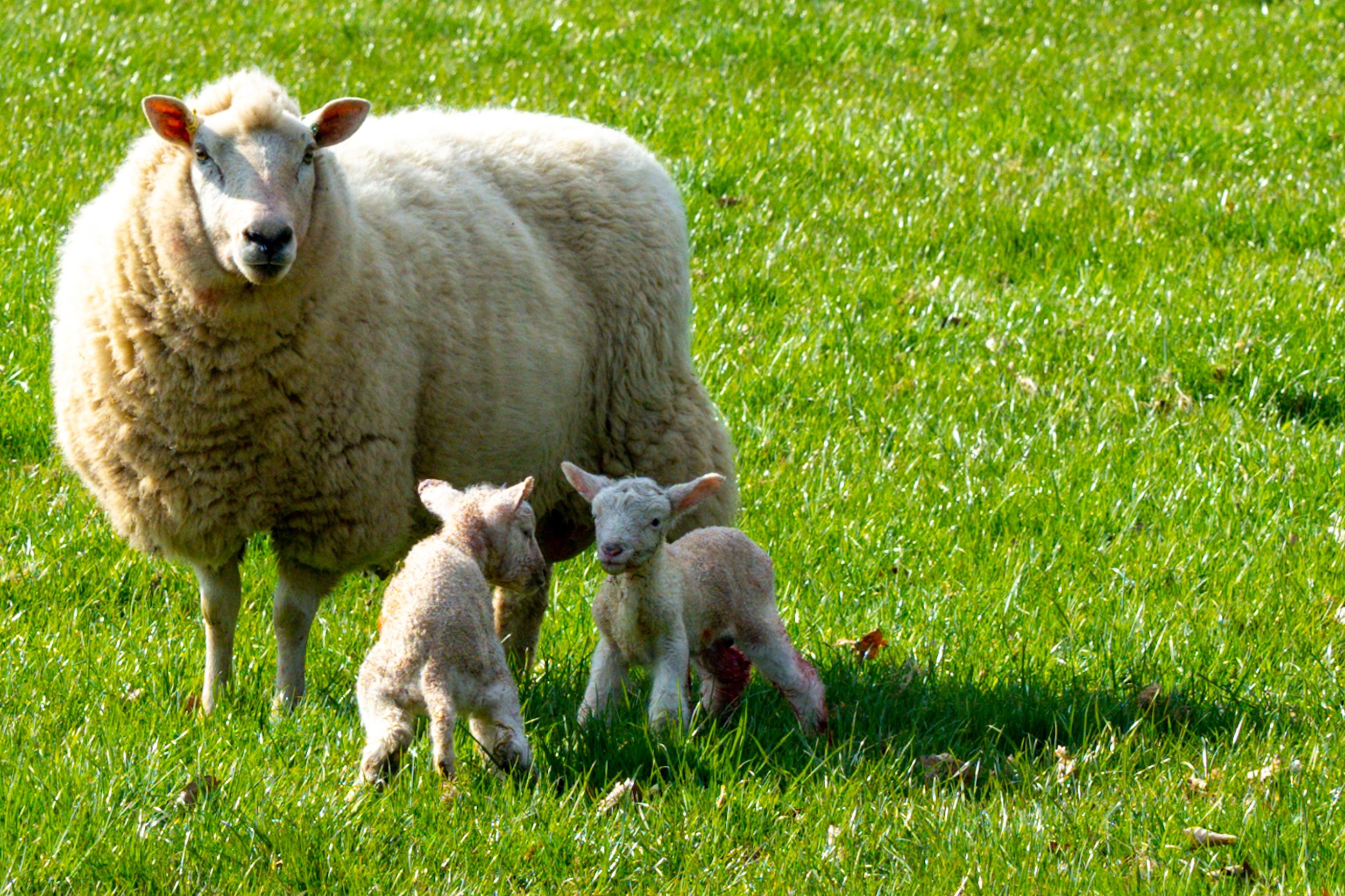 Lambing Time