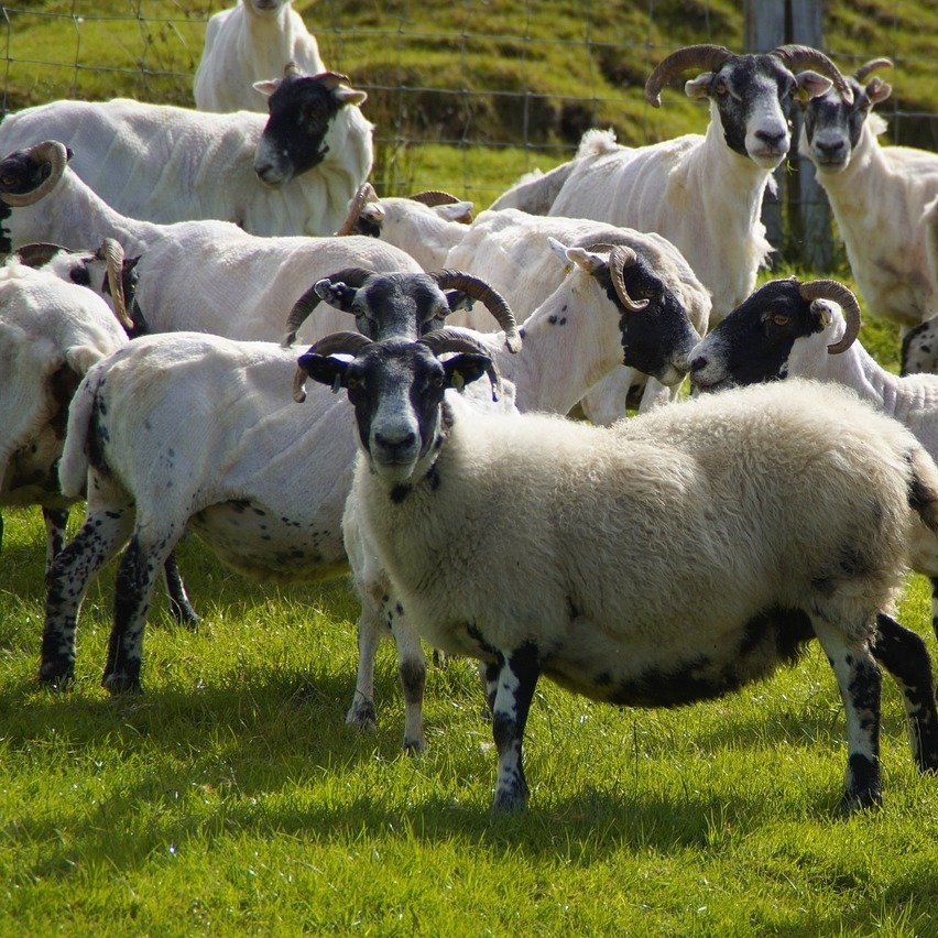 Sheep Shearing