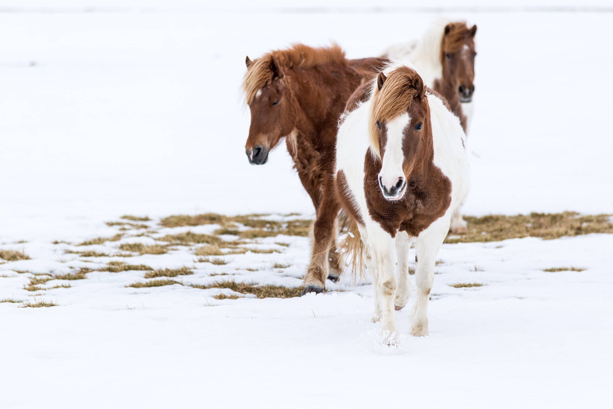 Preparing Your Horses for Winter