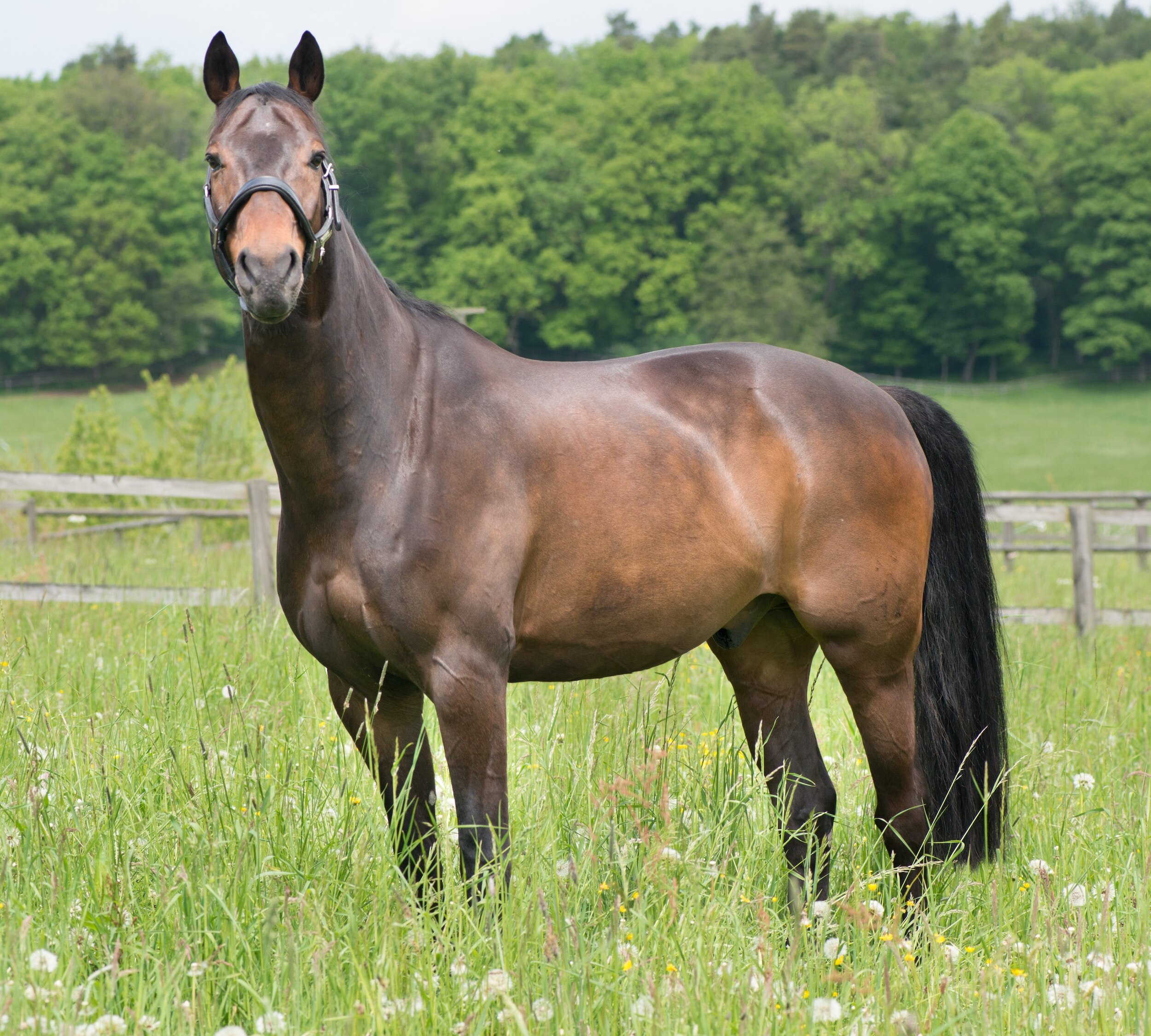 Assessing Your Horse's Body Condition