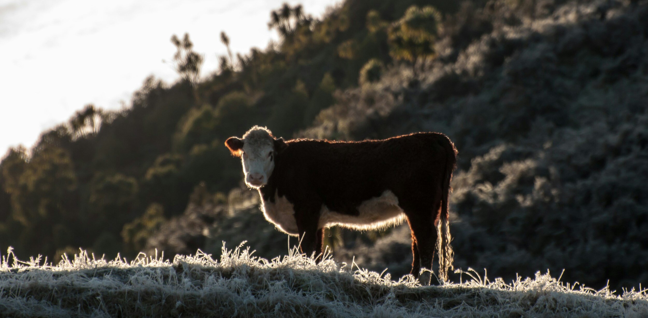 From Housing to Feed - A Guide to Getting Your Cows Winter Ready