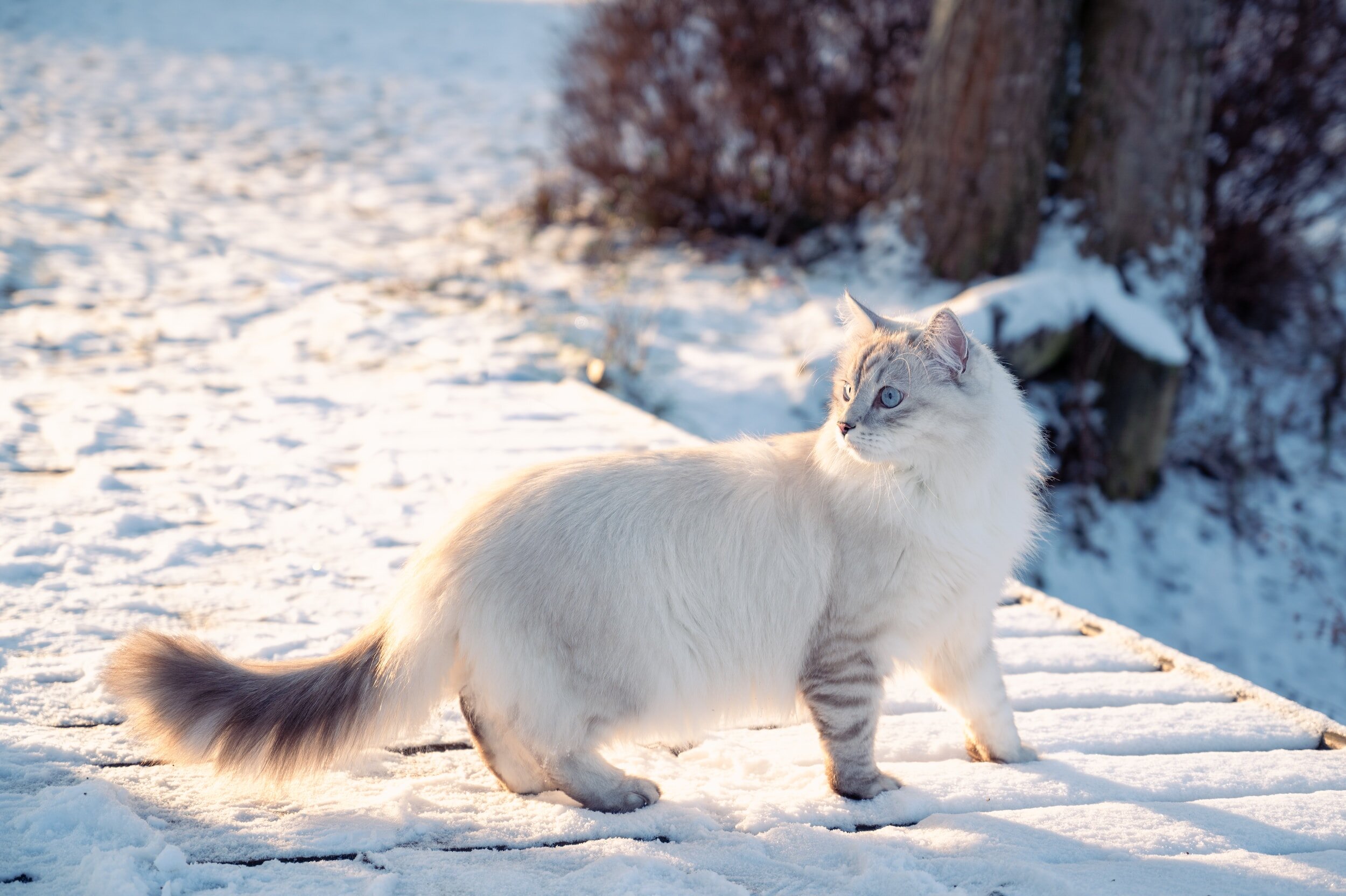 Winter Safety Tips for Outdoor Pets
