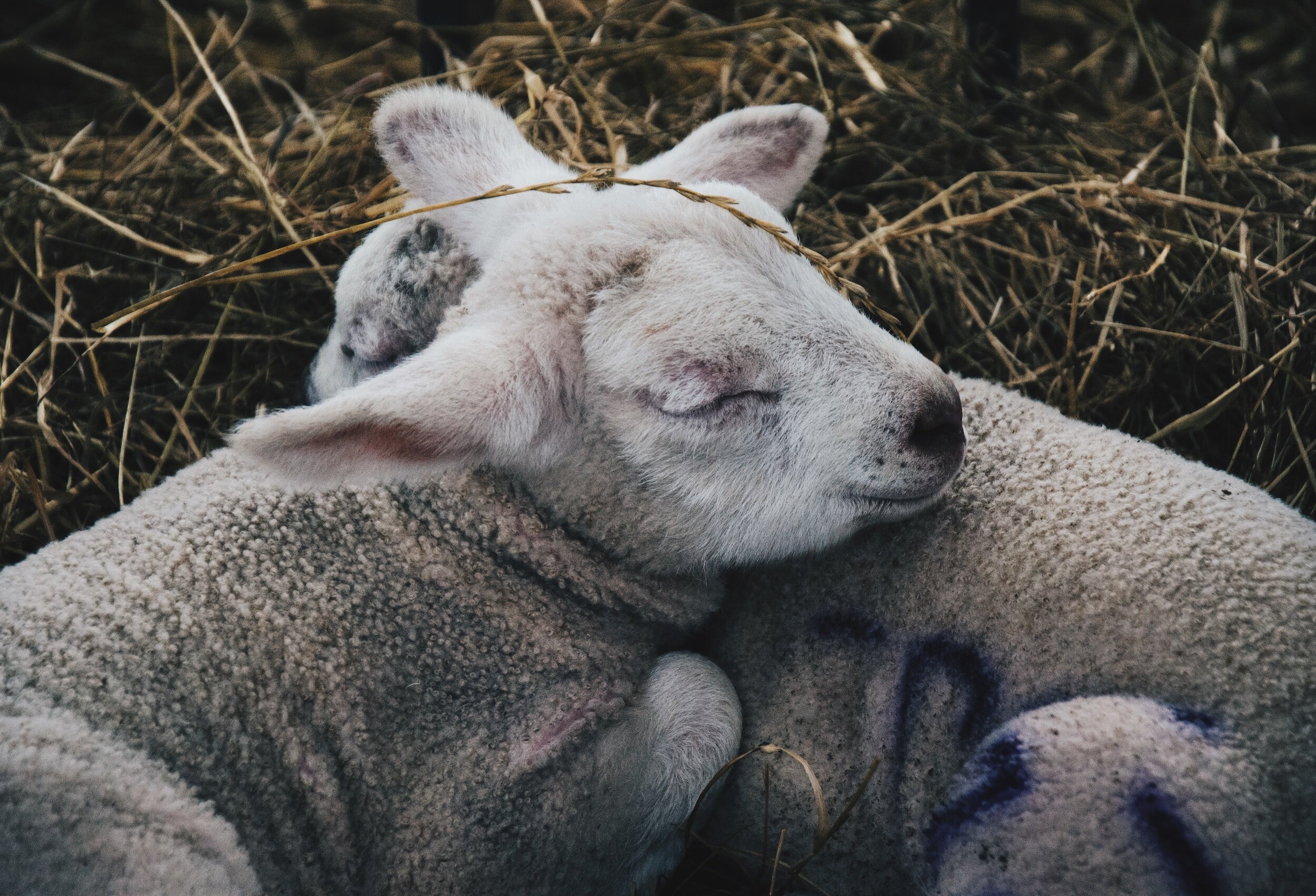 Preparing for the Lambing Season: Essential Supplies and Considerations