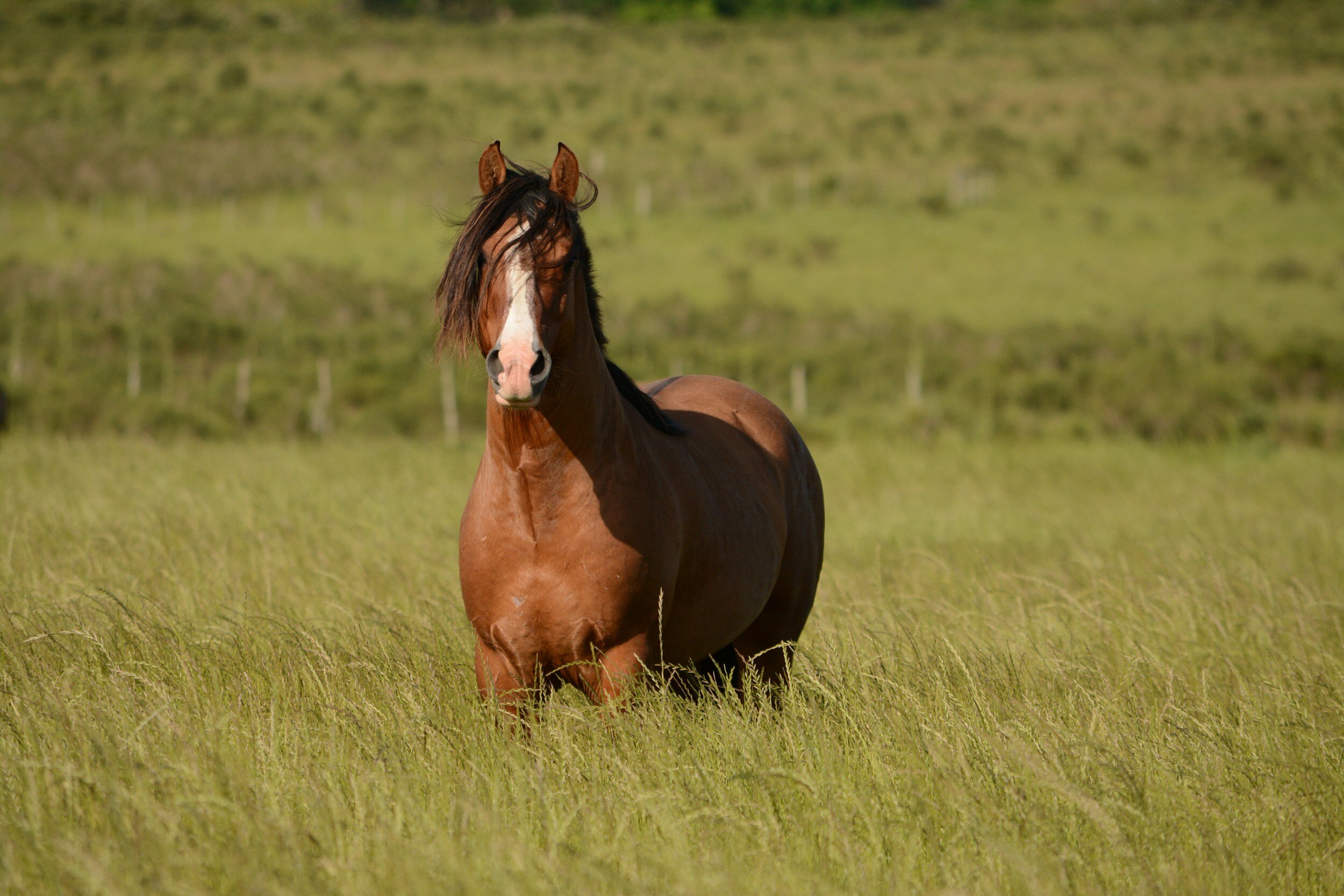 Springing into Equine Wellness: A Guide to Preparing Your Horse for the Season Ahead