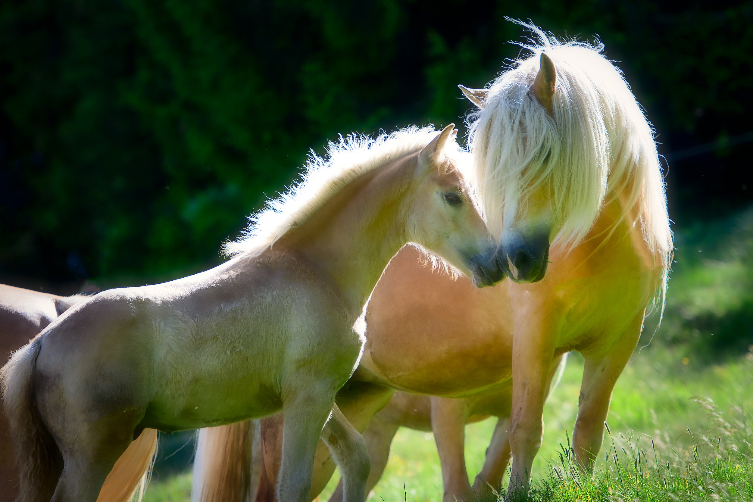 Horse Safety on the Farm