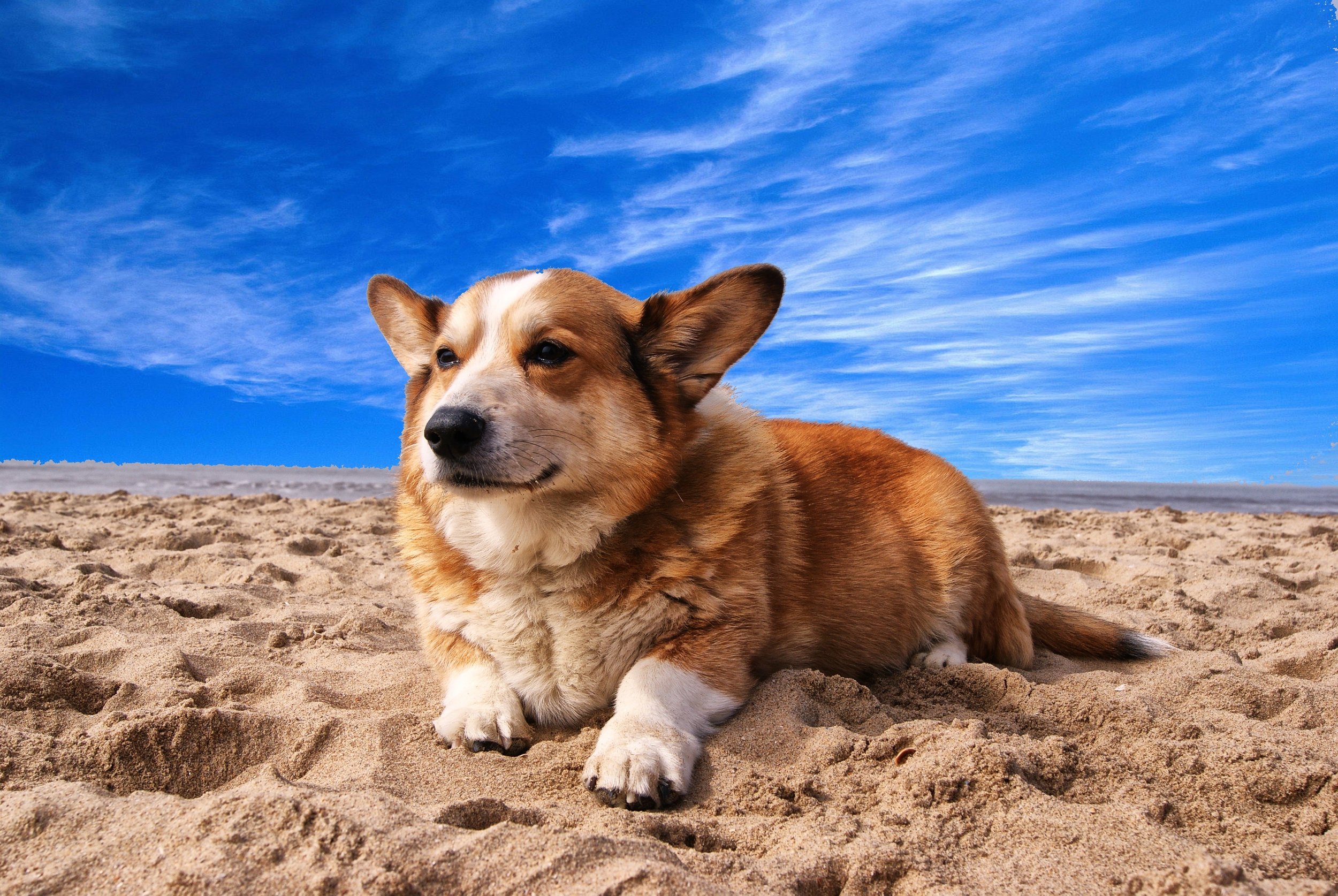 Top 10 dog friendly beaches in the UK