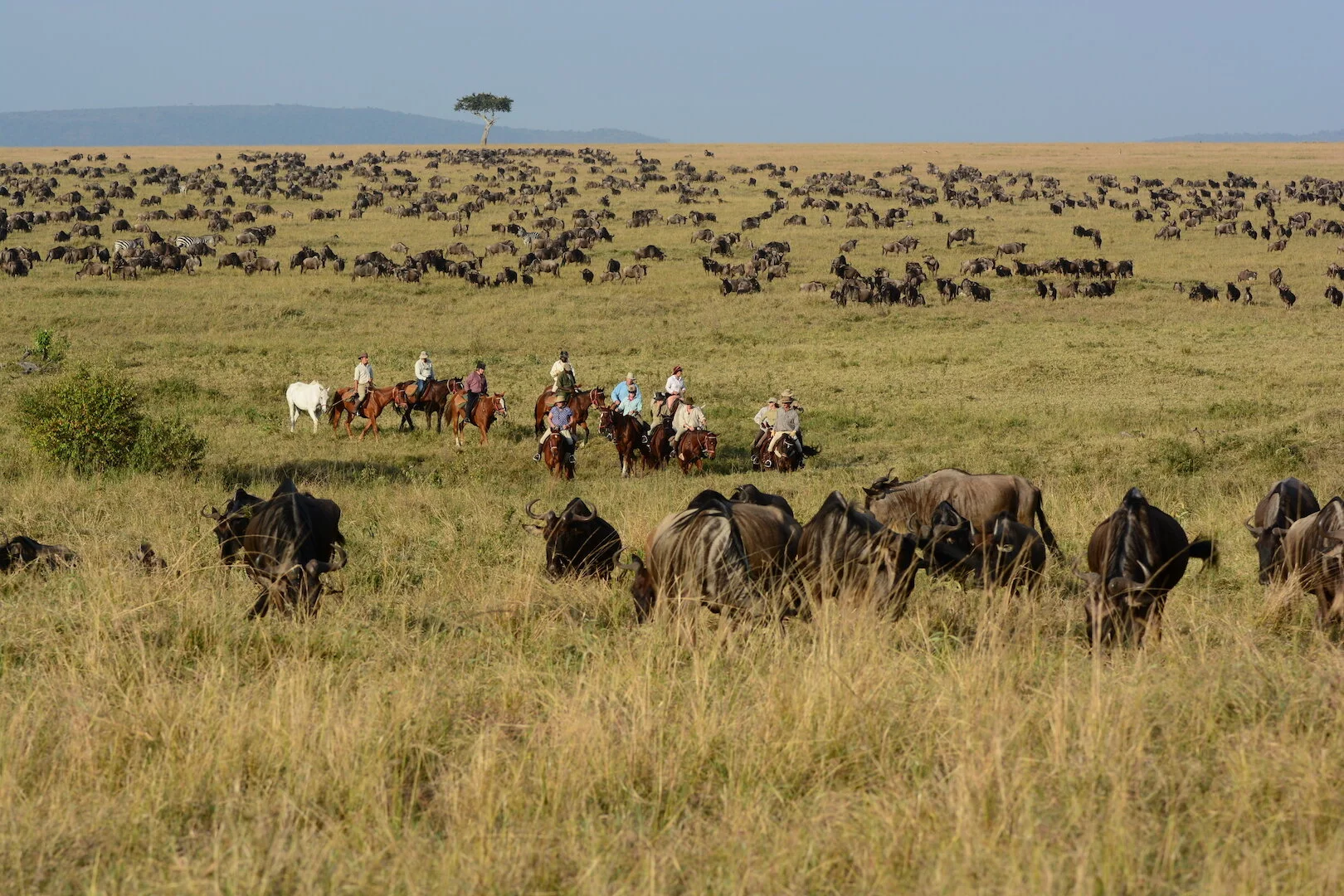 21 Miles of wildebeest.JPG