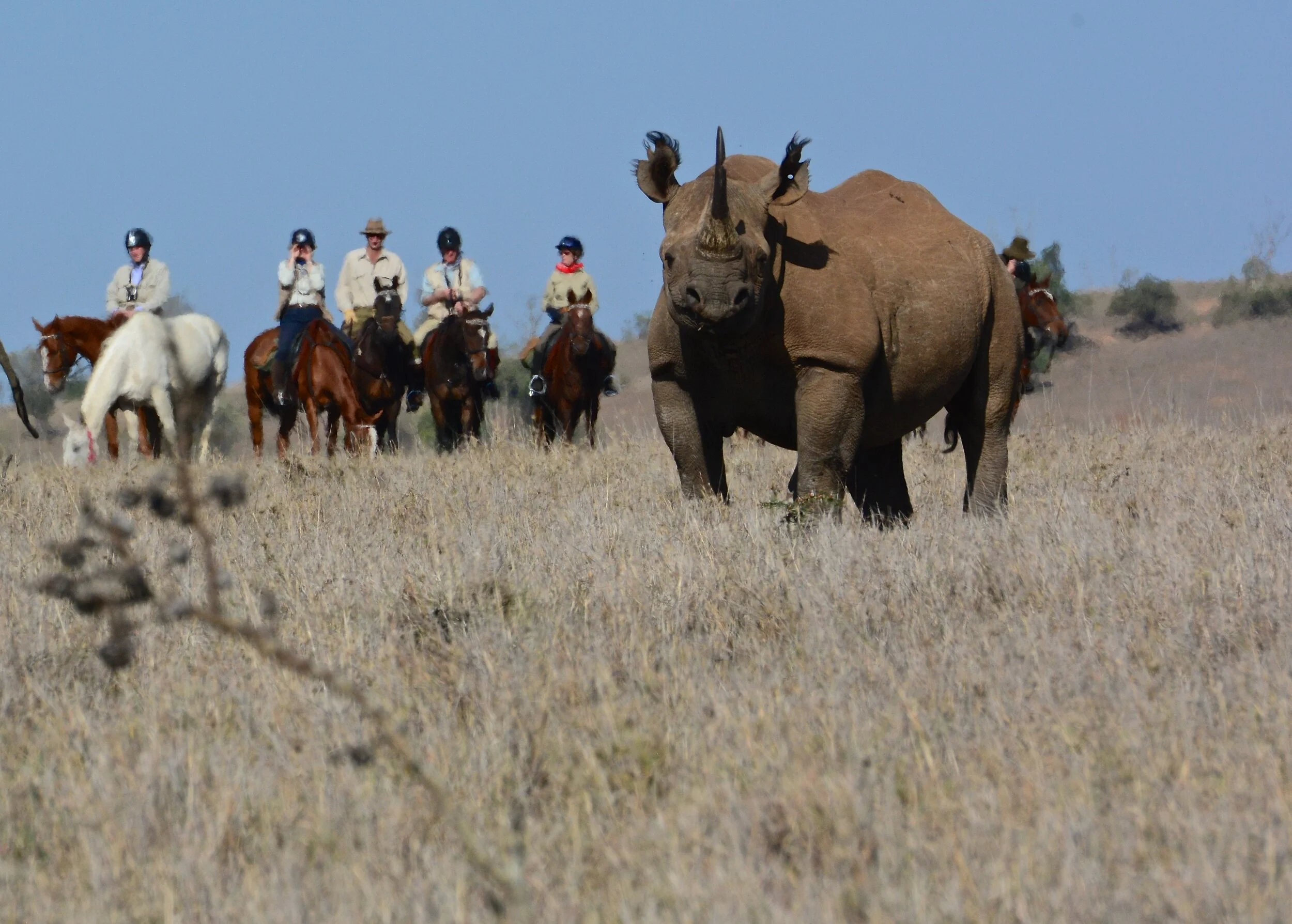 20 Viewing Black Rhino.JPG