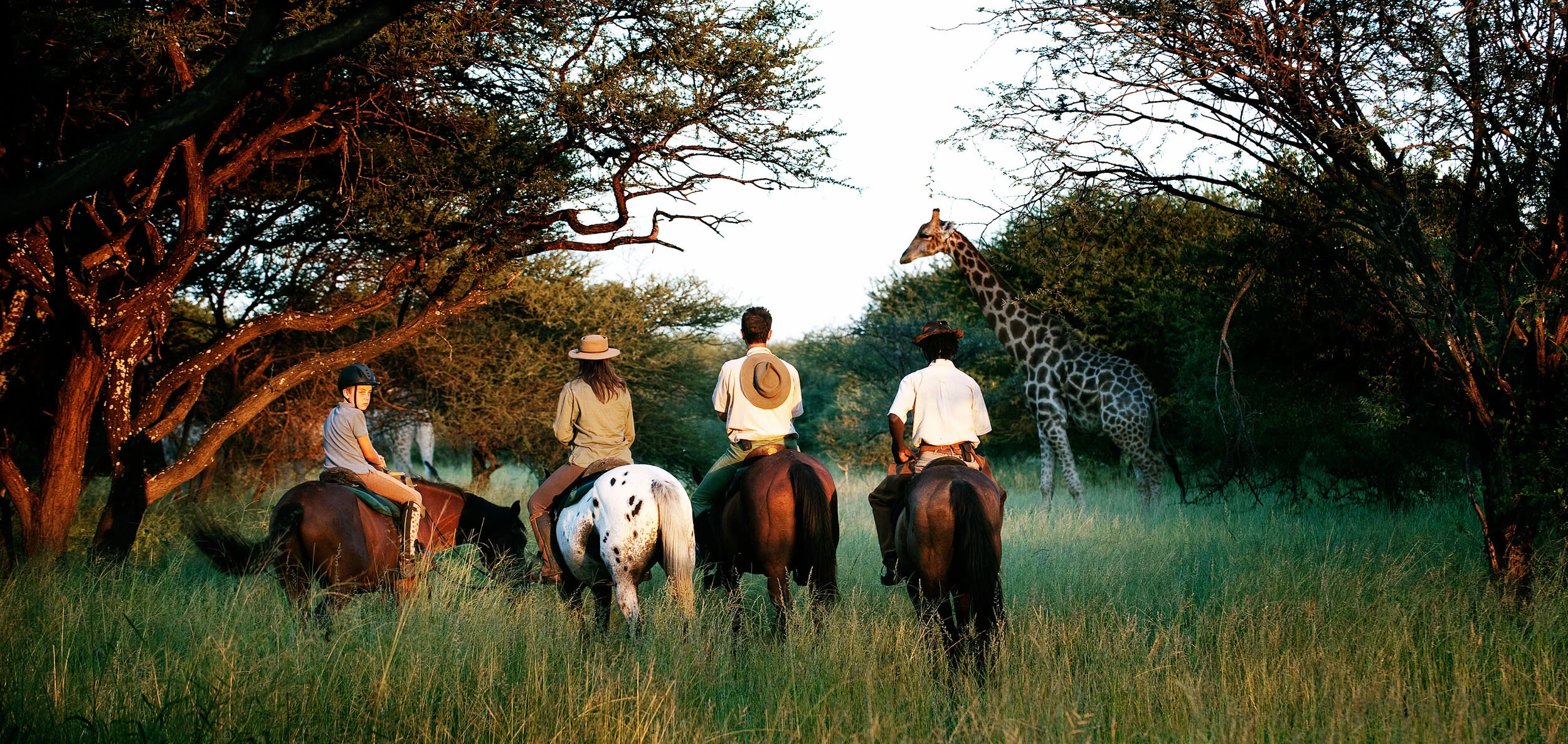 TRR Giraffe 1.jpg