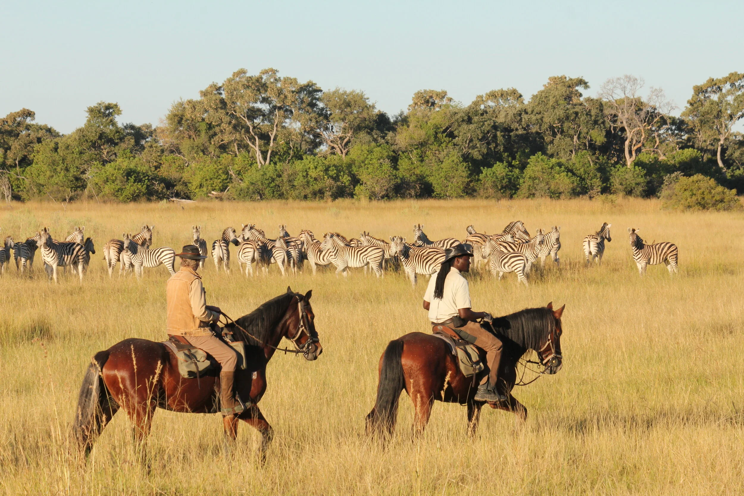 Horses & Zebra 2.JPG