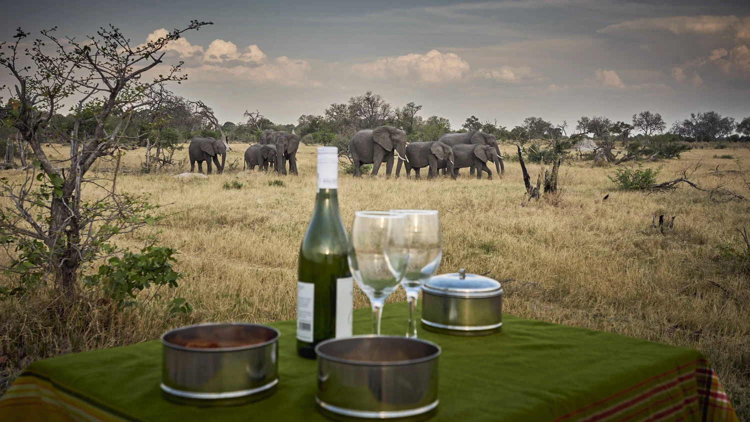 Tshilli Farm Ellie SUndowner.jpg