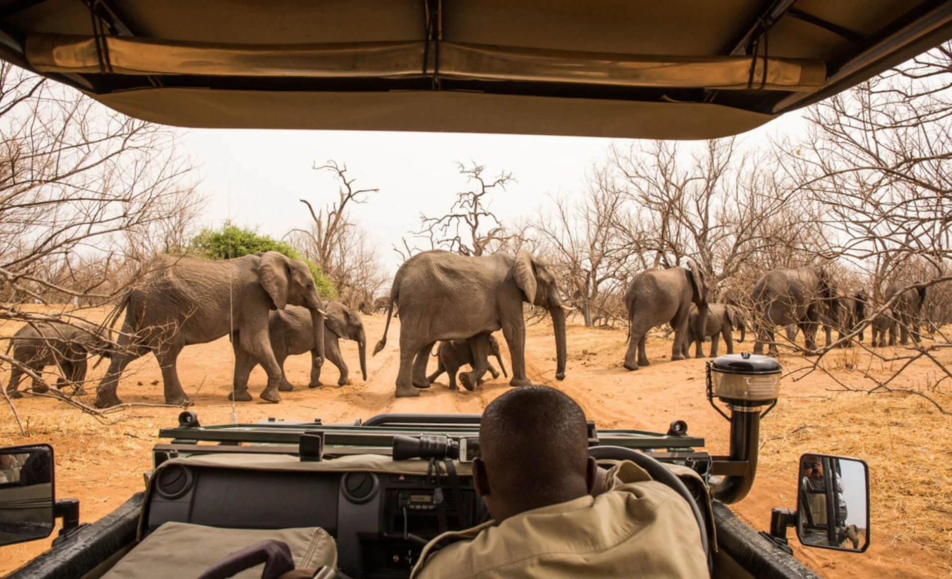 Photo taken from inside a safari vehicle showing a herd of elephants walking through a dry, leafless forested landscape.