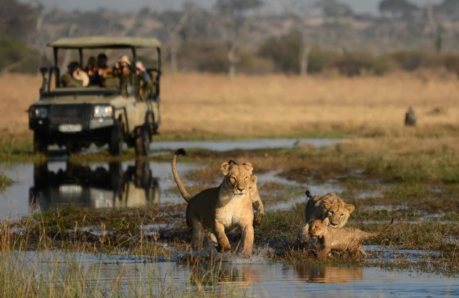 A lioness and her cubs crossing a waterlogged plain with a safari vehicle and tourists observing in the background.