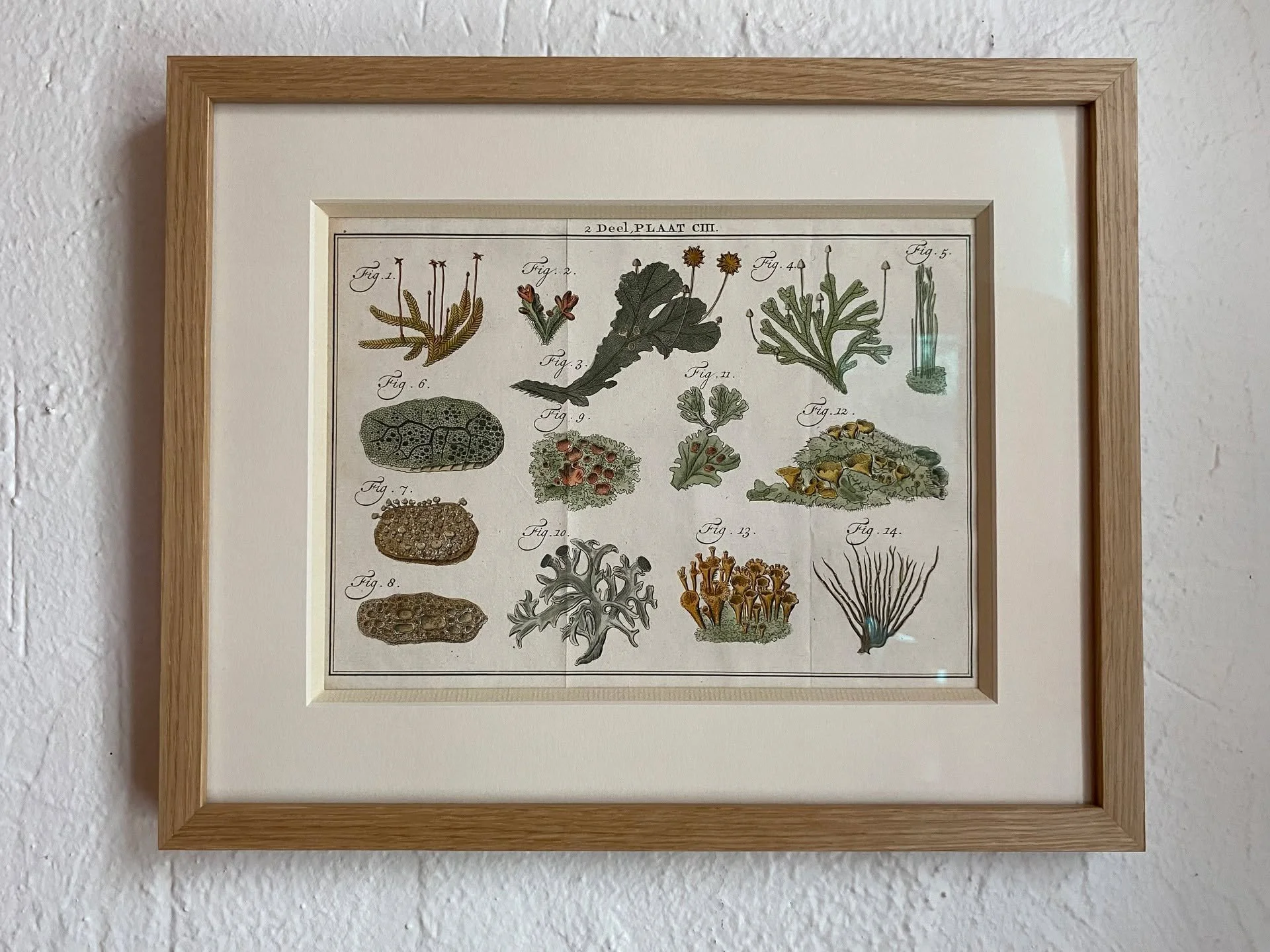 18th-century Dutch botanical engraving, hand-colored and museum-framed.

Lichen, copperplate, serene.

&rarr; Purchase via link in bio.

#springmoondesign #everydaycollection #antiquebotanical #historicalprint