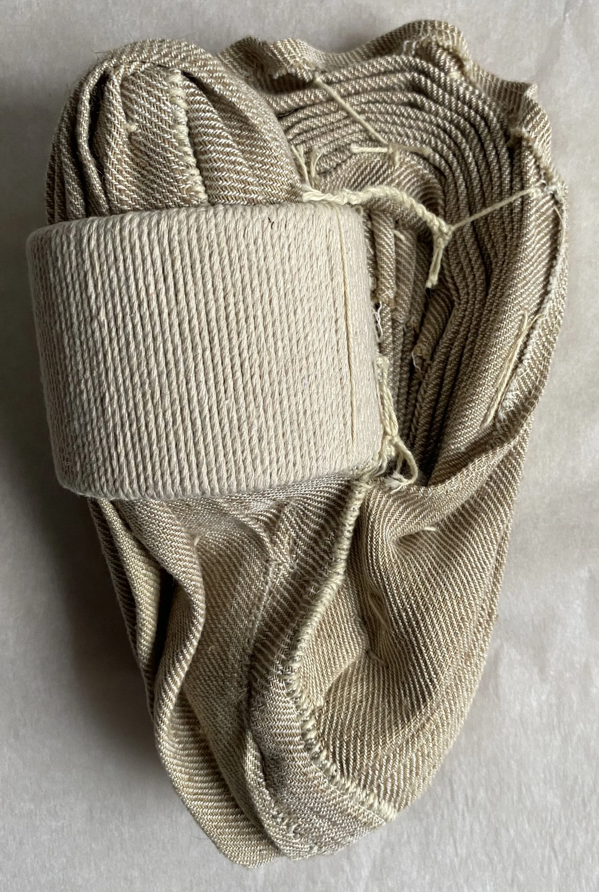 Pacific Oyster 2 back side.jpg