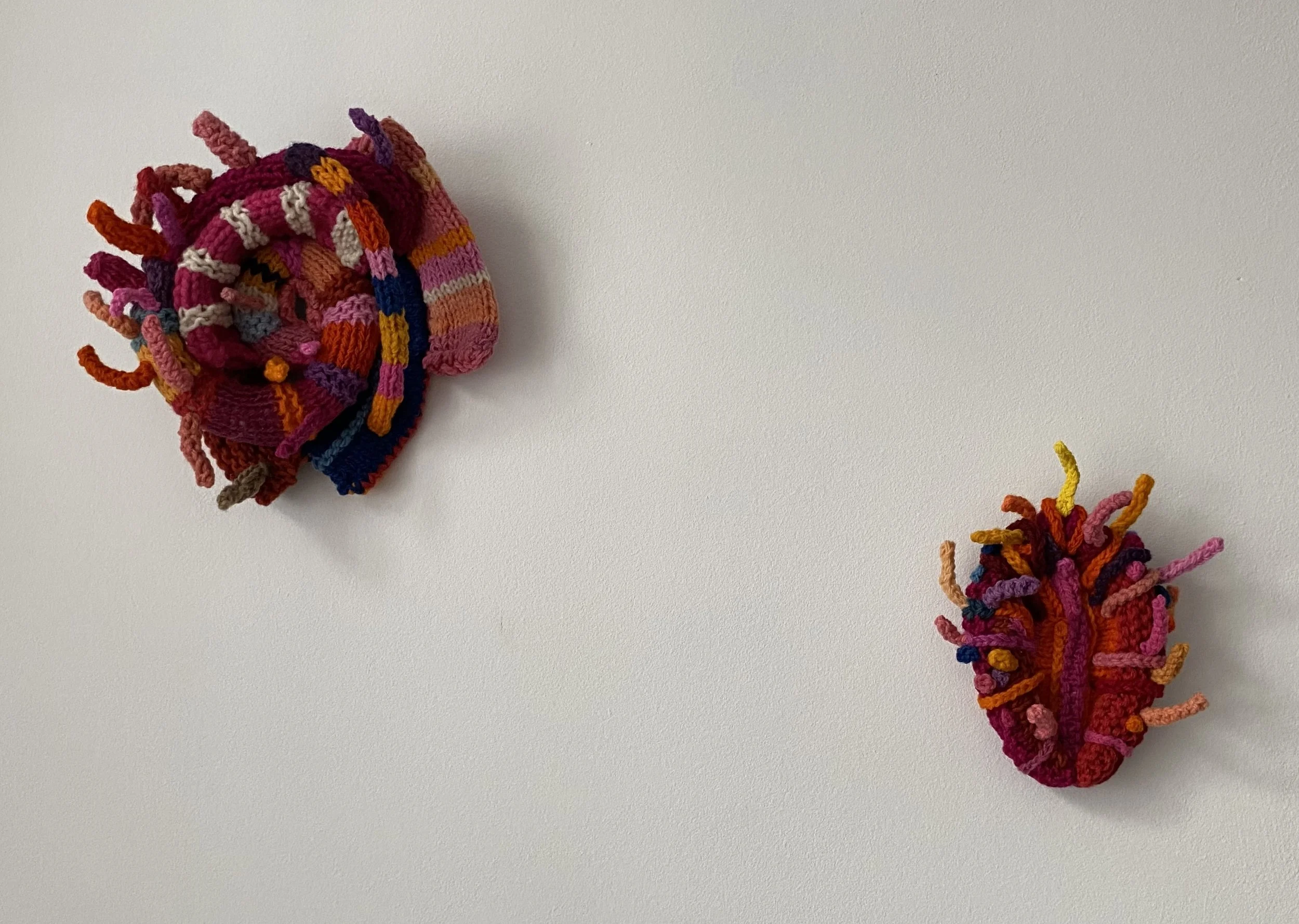 spiny oyster together on wall good light.jpg