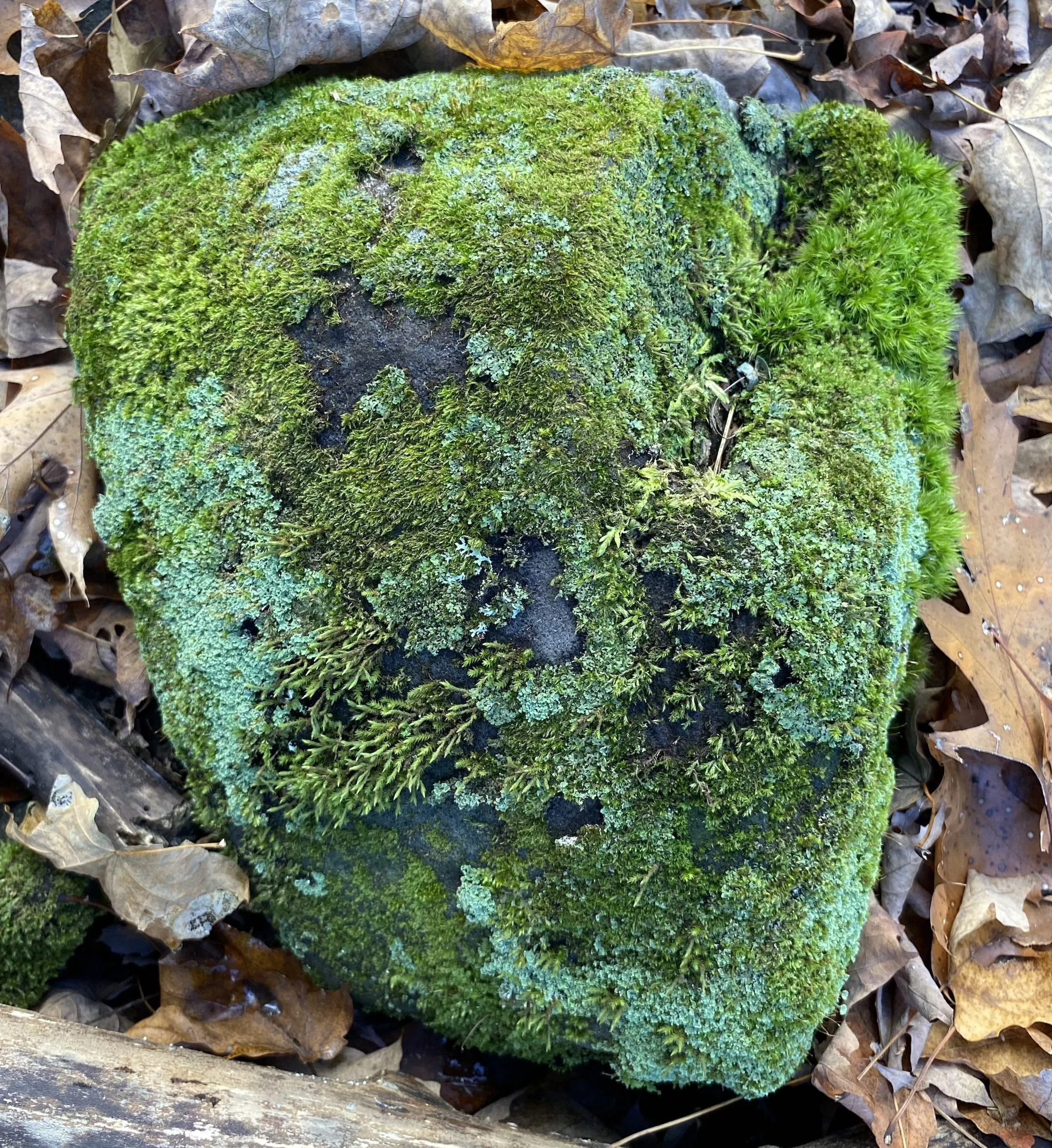 A moss-covered rock among fallen dry leaves.
