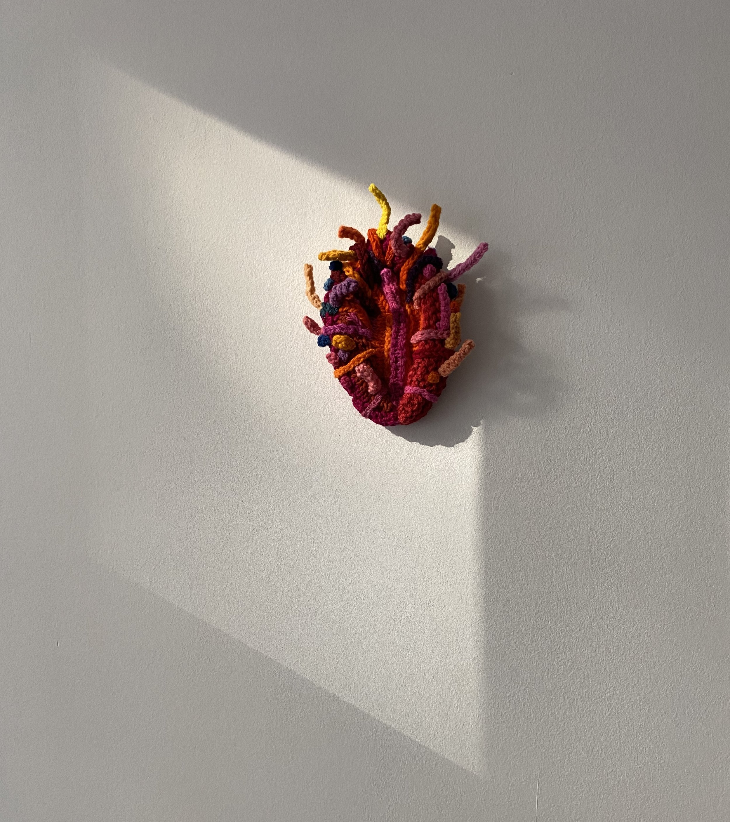 Spiny Oyster 2 dramatic shadow.jpg