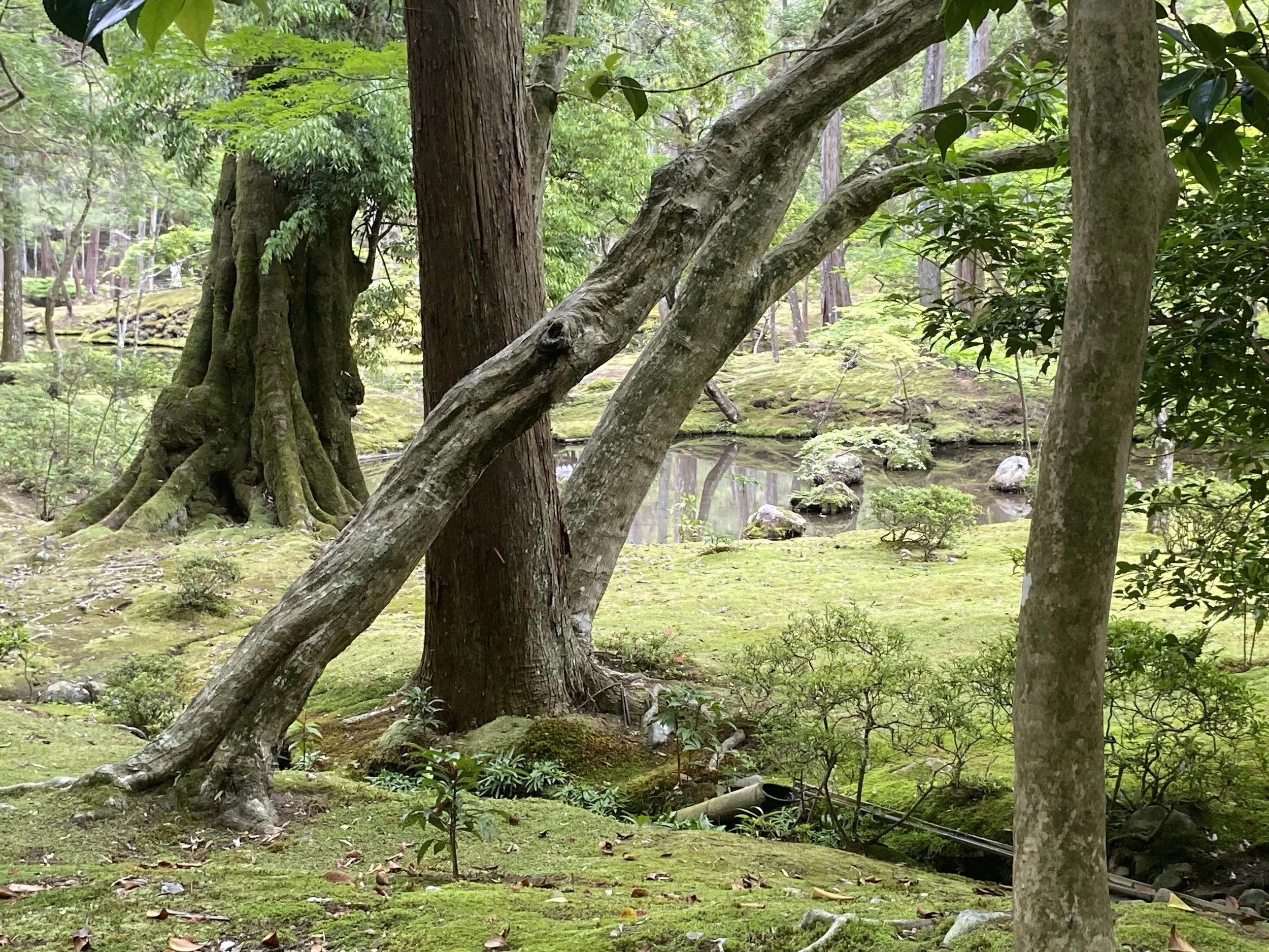 Moss Temple Kyoto Leaning Trees